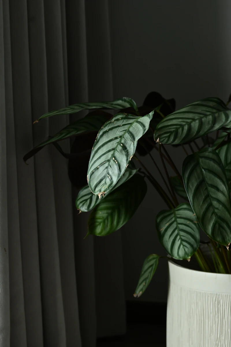 Crinkled New Leaves & Stuck Leaf Syndrome