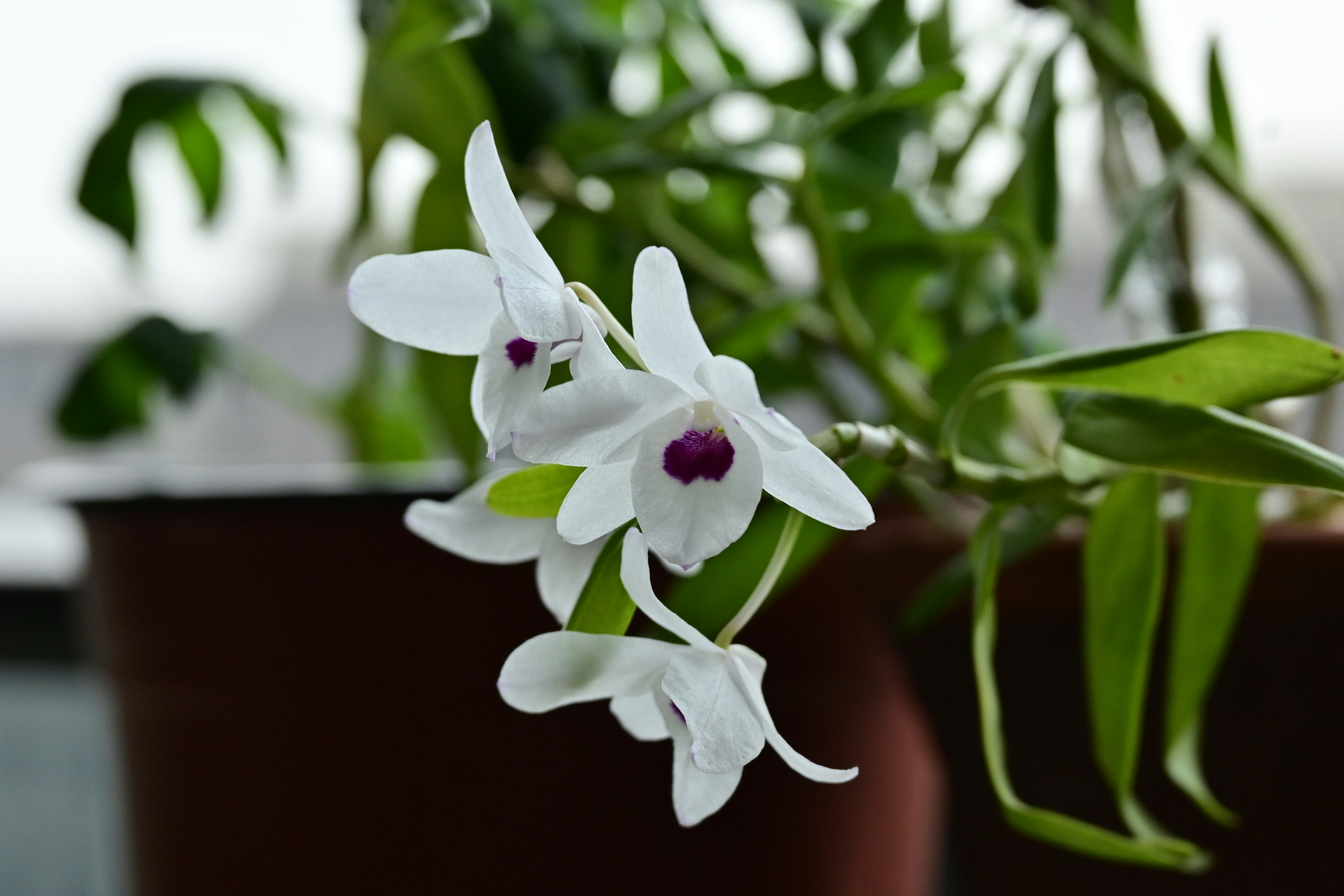 Delicate white orchids with purple centers bloom.