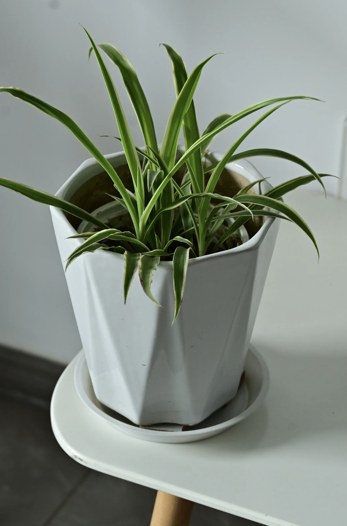 Spider plant grown in a geometric white container