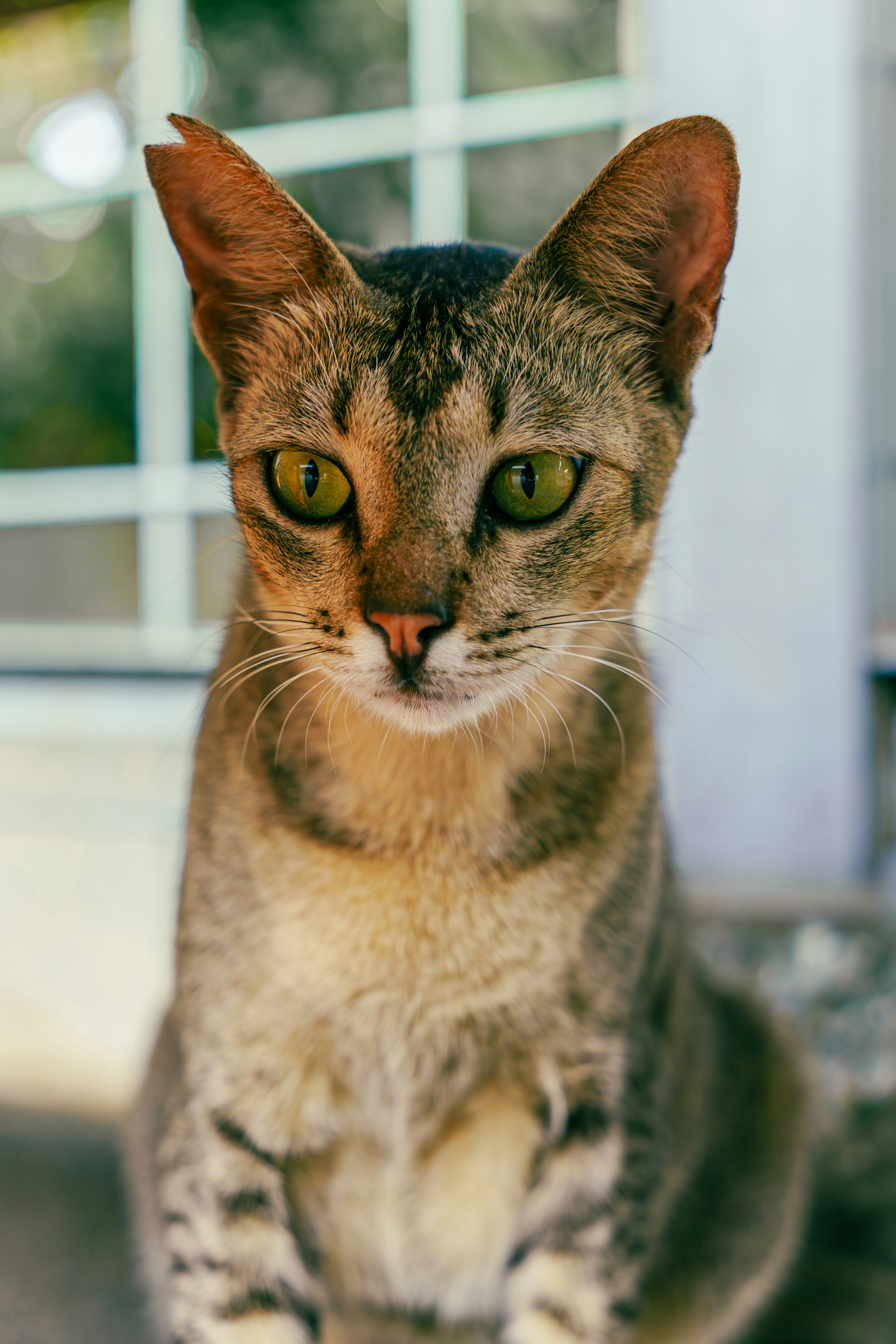 Un chat tigré aux yeux verts saisissants regarde devant lui.