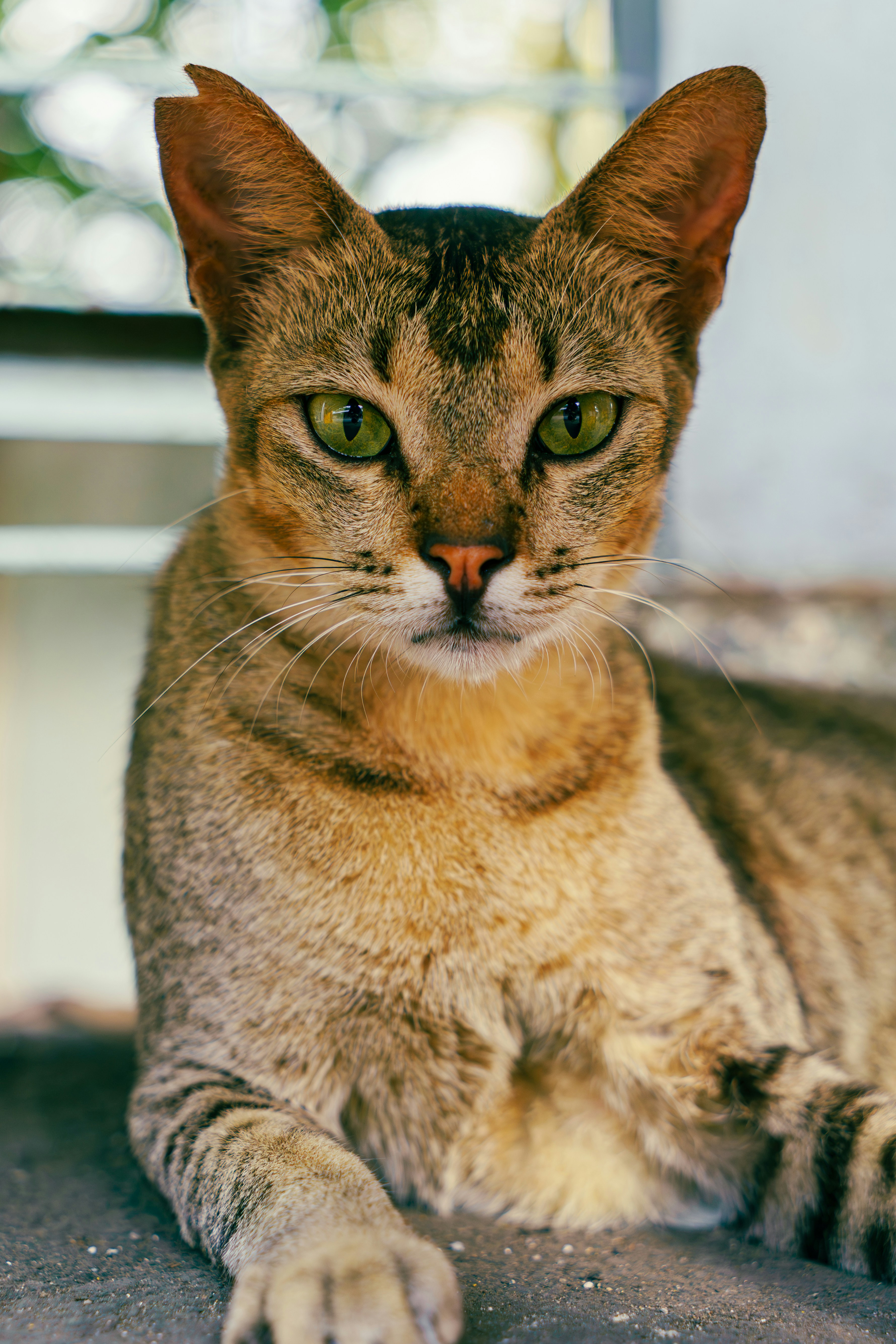 Un chat tigré aux yeux verts regarde devant lui.