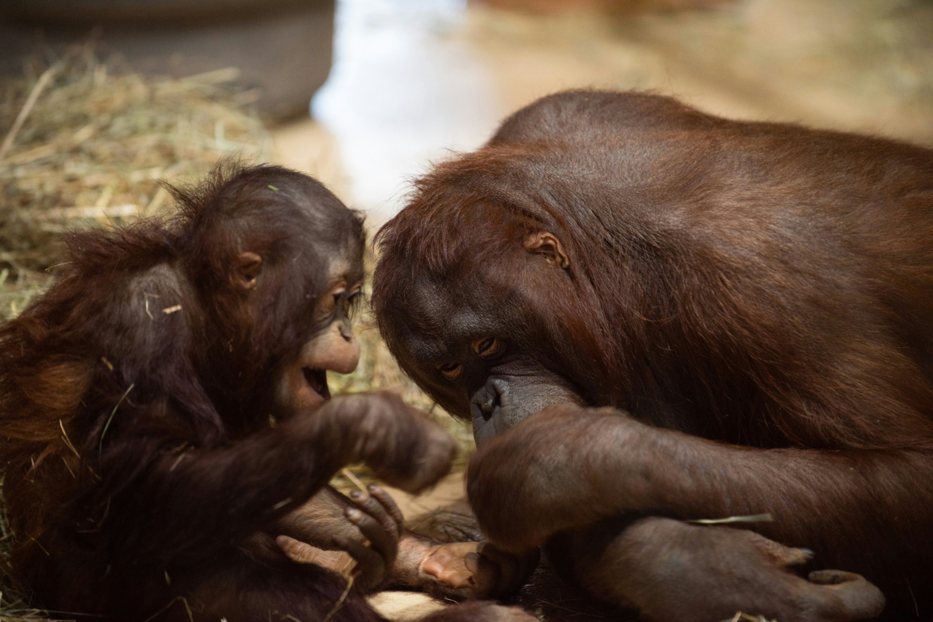 Deux orangs-outans, adulte et bébé, interagissent étroitement.
