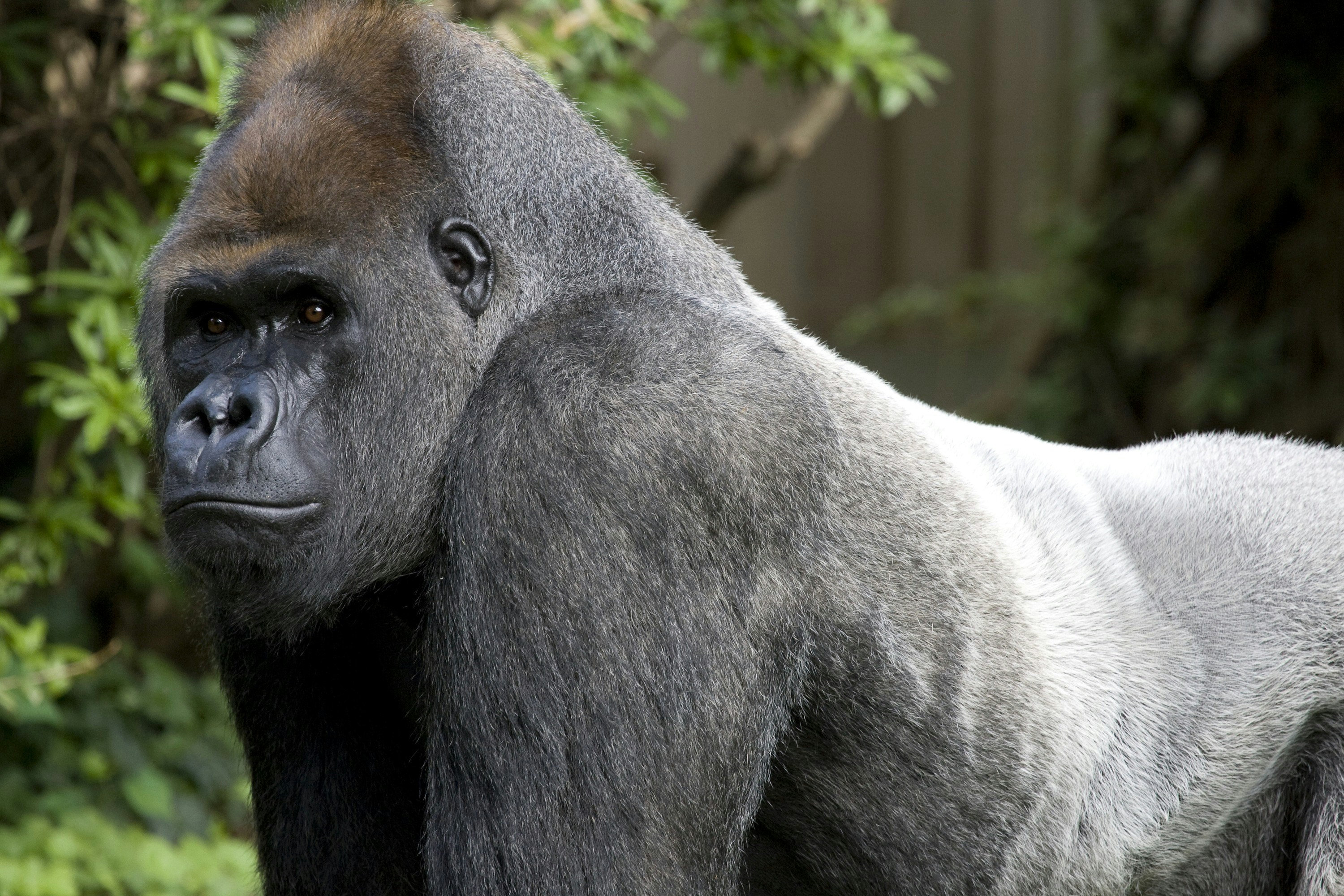 Photo by smithsonian