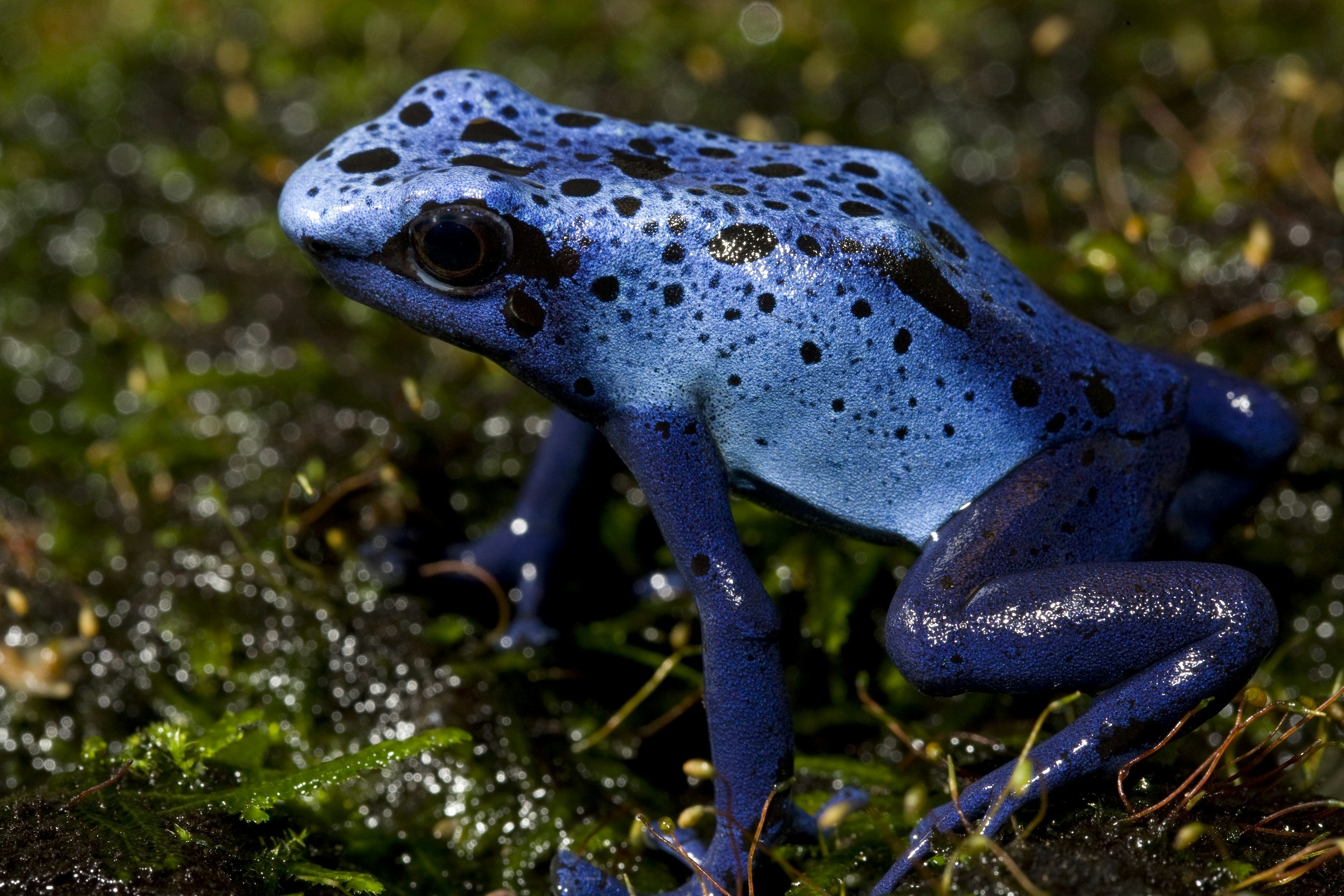 Photo by smithsonian