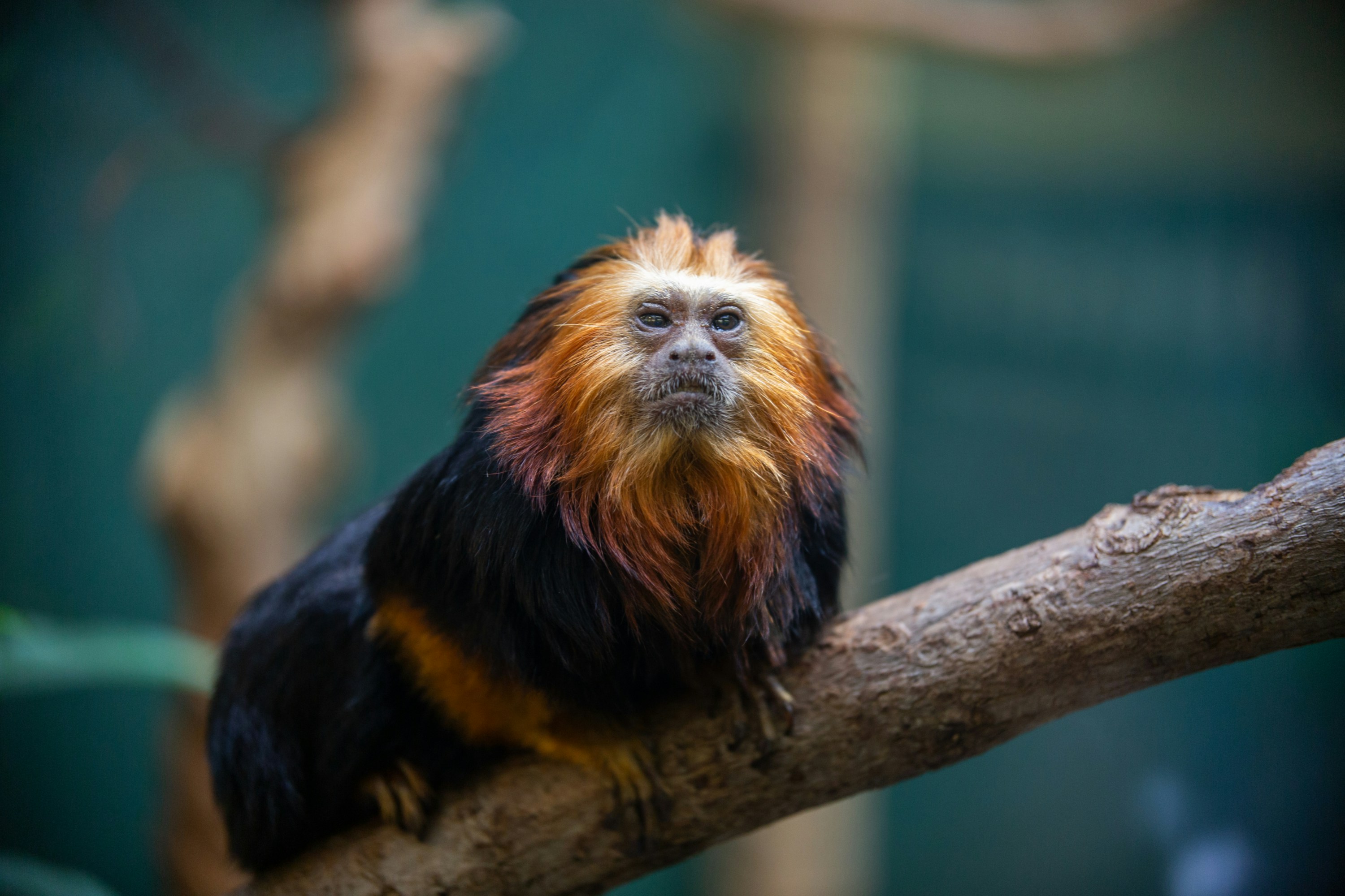 A golden-headed lion tamarin sits on a tree branch