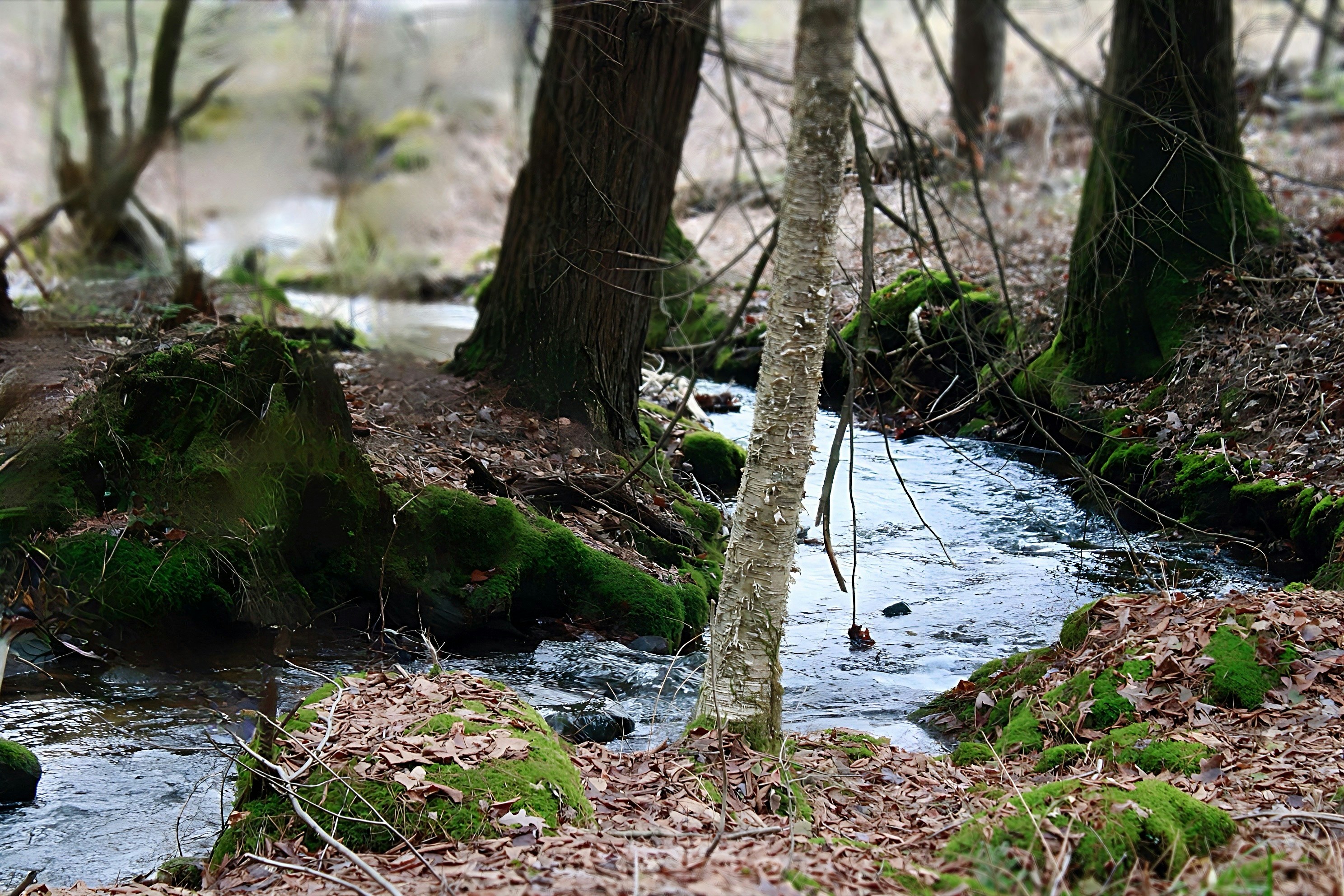 Head for Natural Springs and Seep Areas