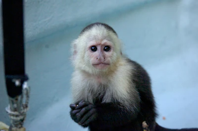 Wild Costa Rican Capuchins Master AI Touchscreen Puzzles for Banana Rewards