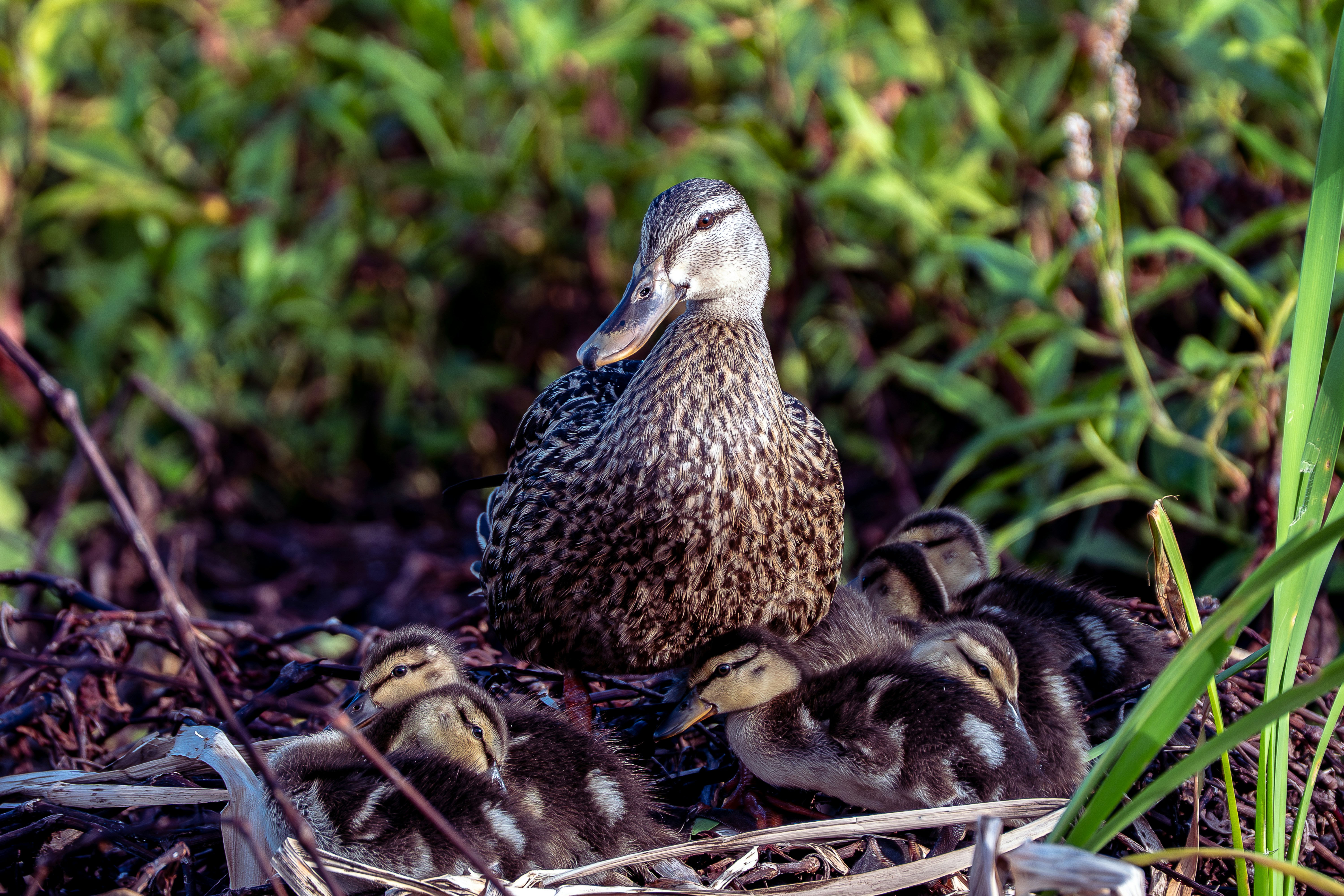 Mother duck with her ducklings in a nest