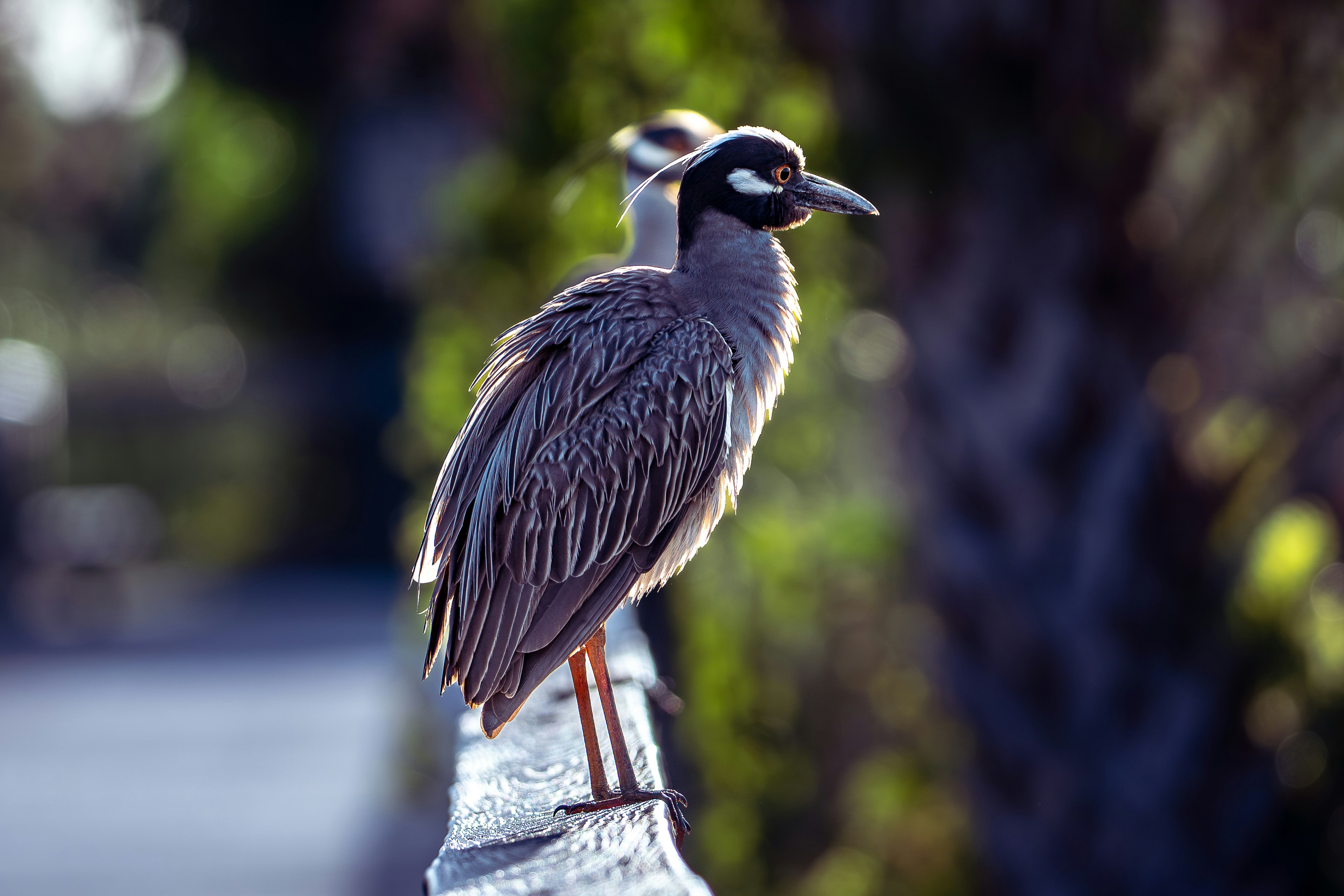 A yellow-crowned night heron perched on a railing.