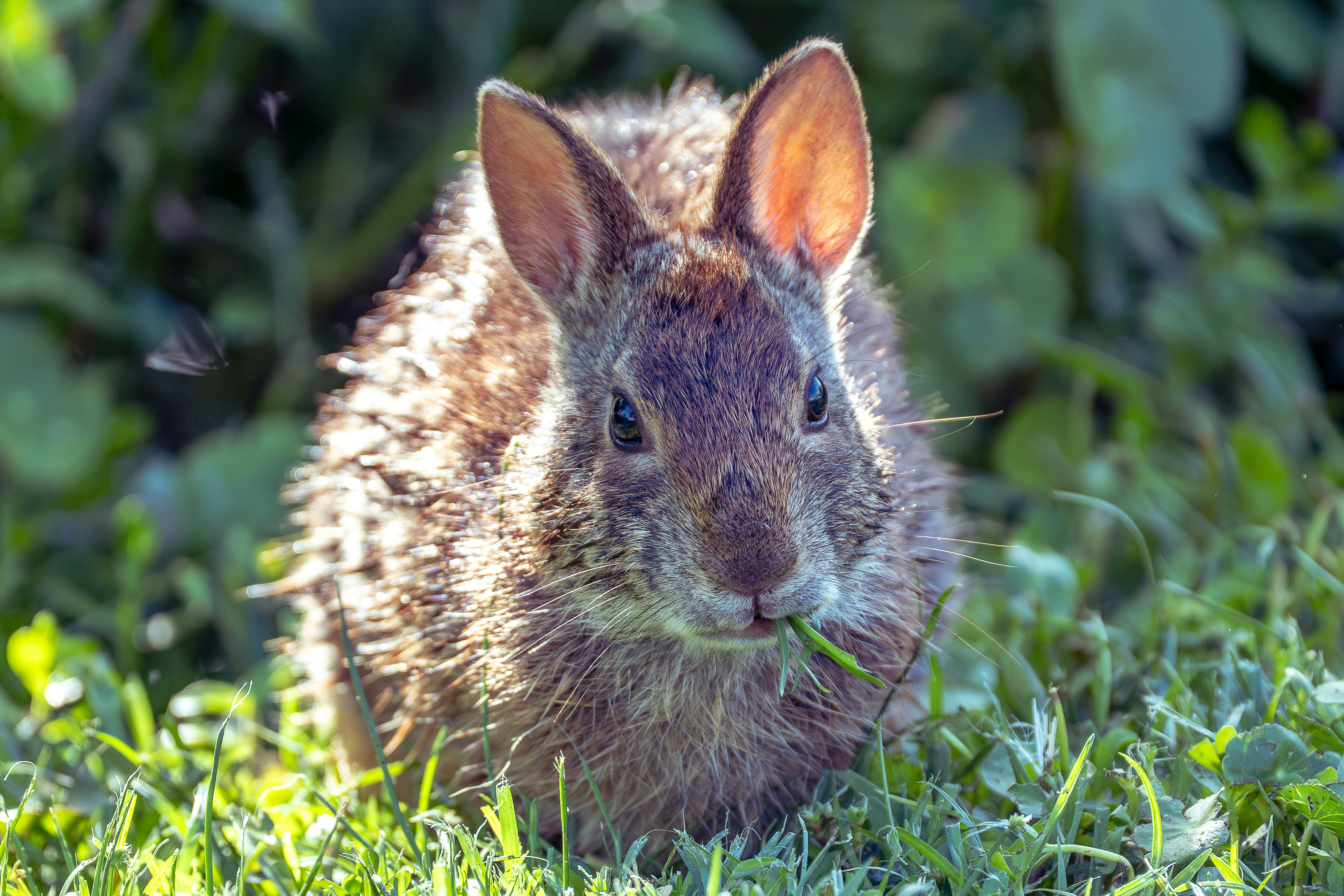 A small rabbit eating grass in a field
