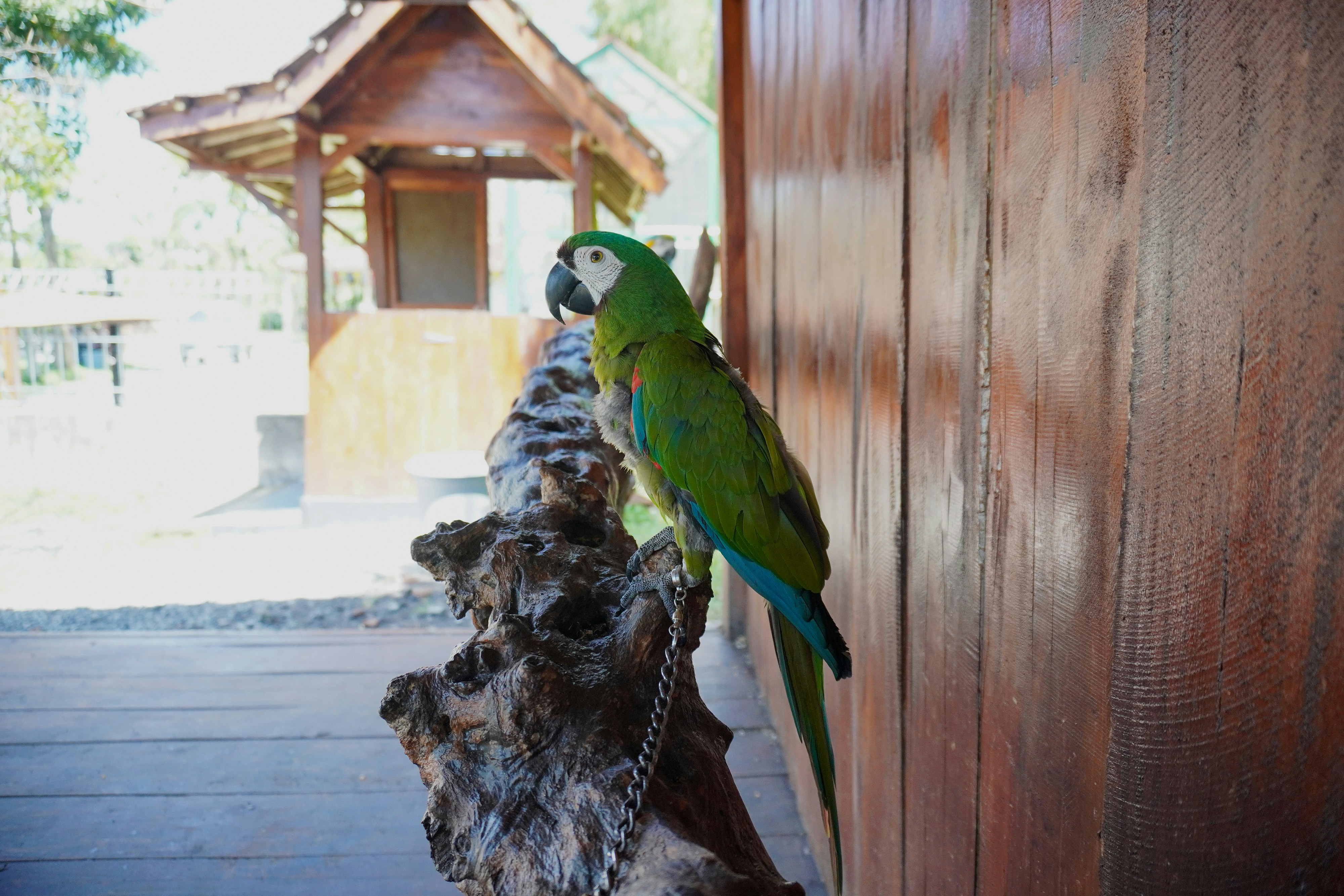 Best Bird Toys for Large Parrots: Expert Guide to Durability & Enrichment