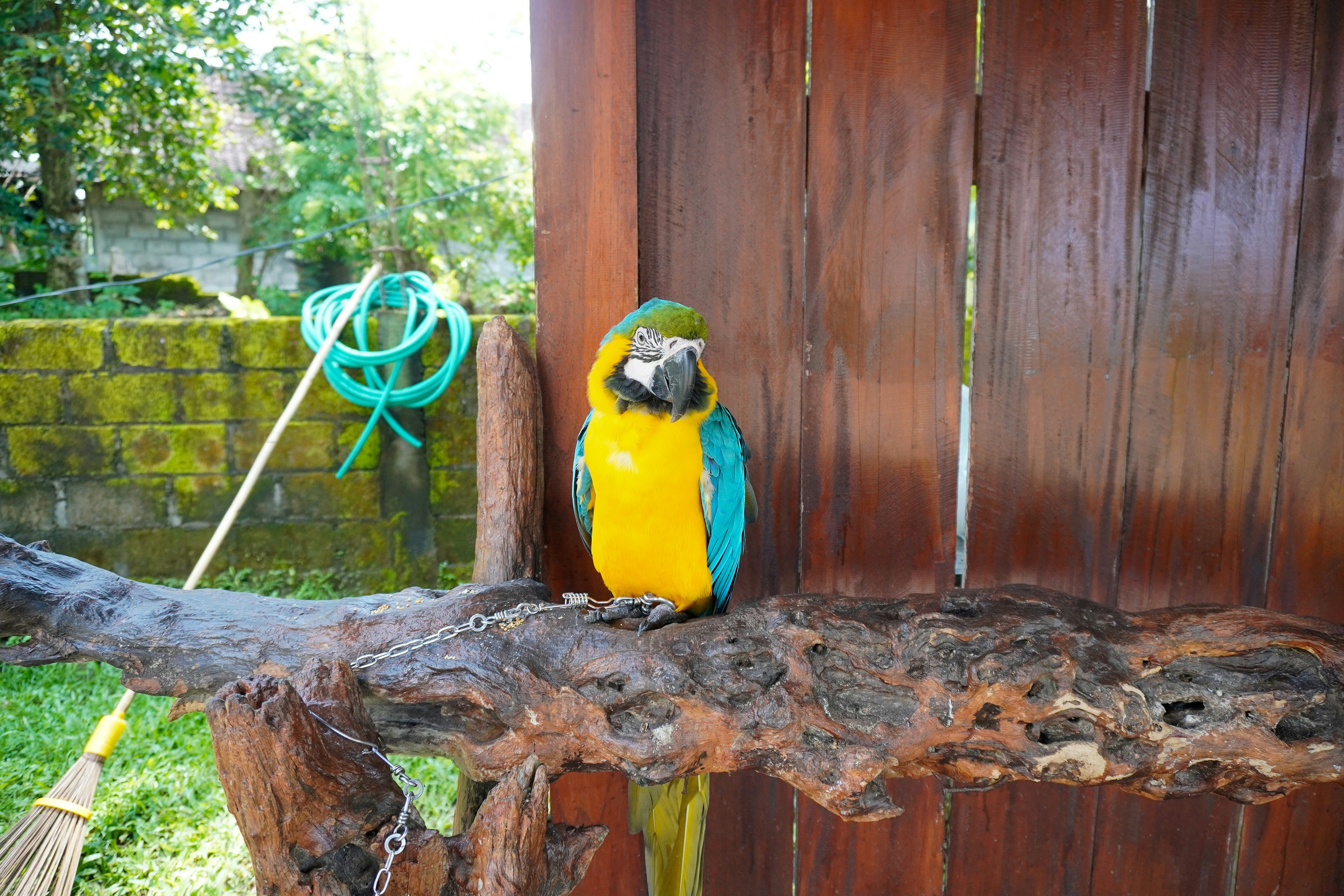 Best Bird Toys for Large Parrots: Expert Guide to Durability & Enrichment