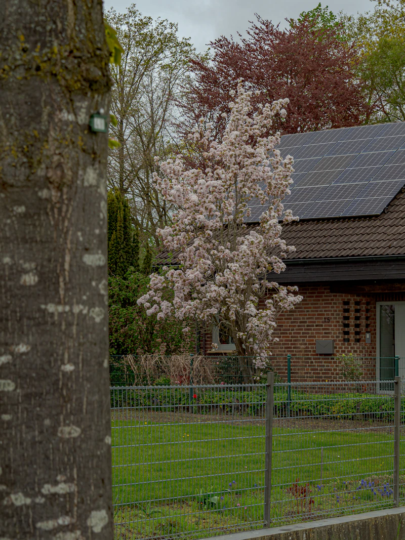 Vivienda con árbol en flor y placas solares en el tejado en Coria del Río