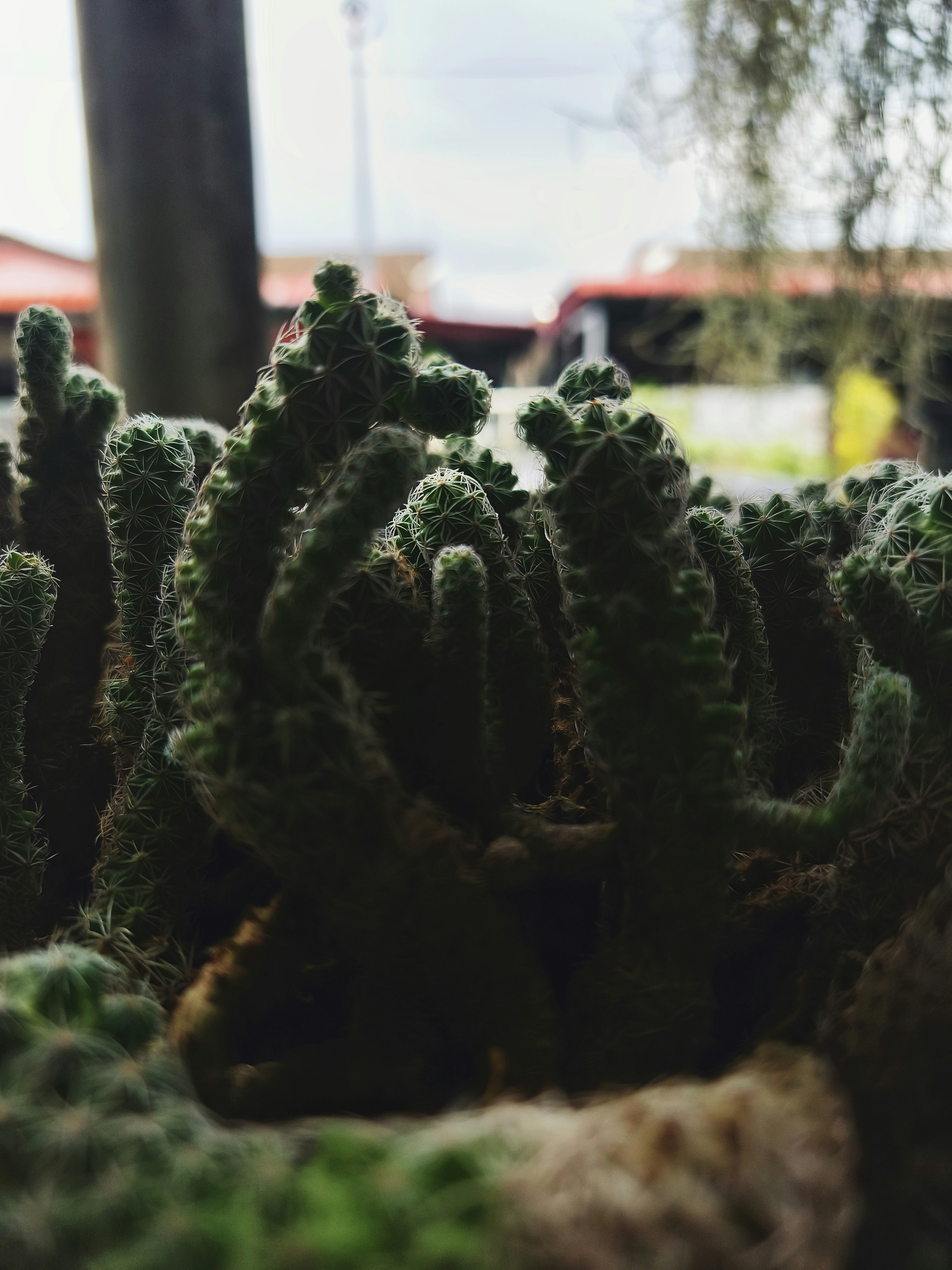 A cluster of fuzzy green thimble cactus plants