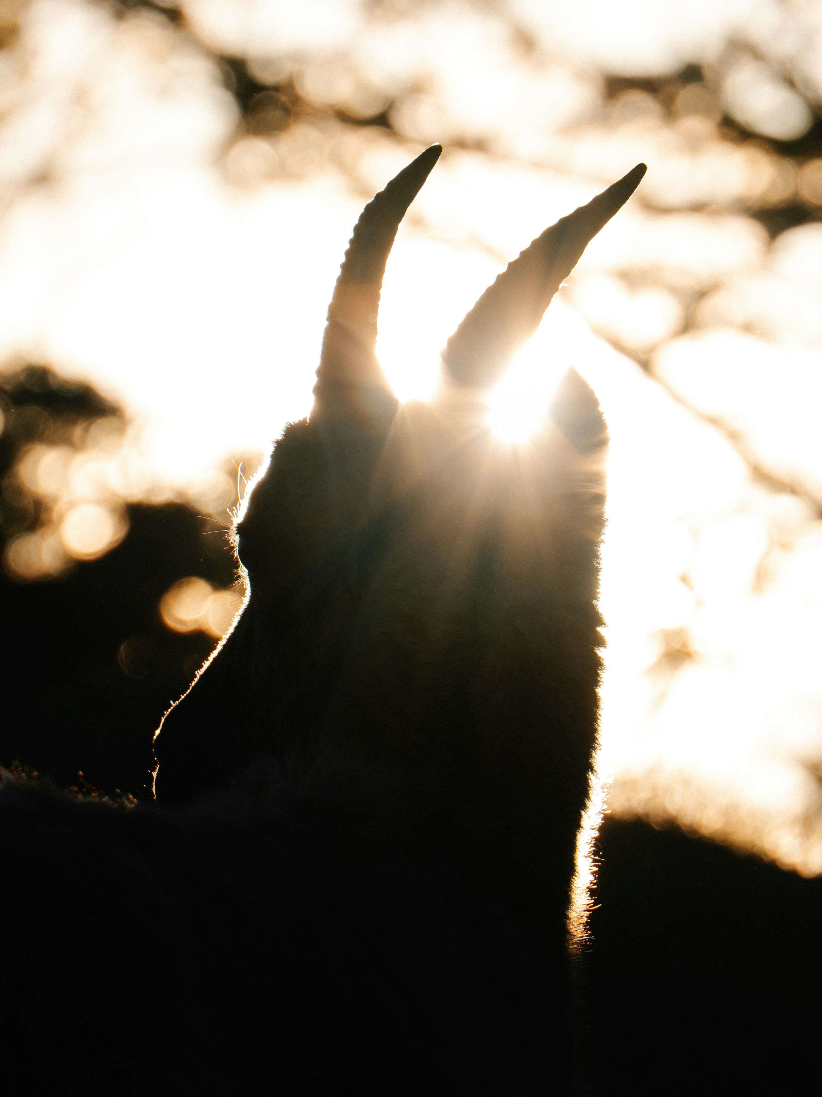 Silhouette of a goat with sun shining through horns