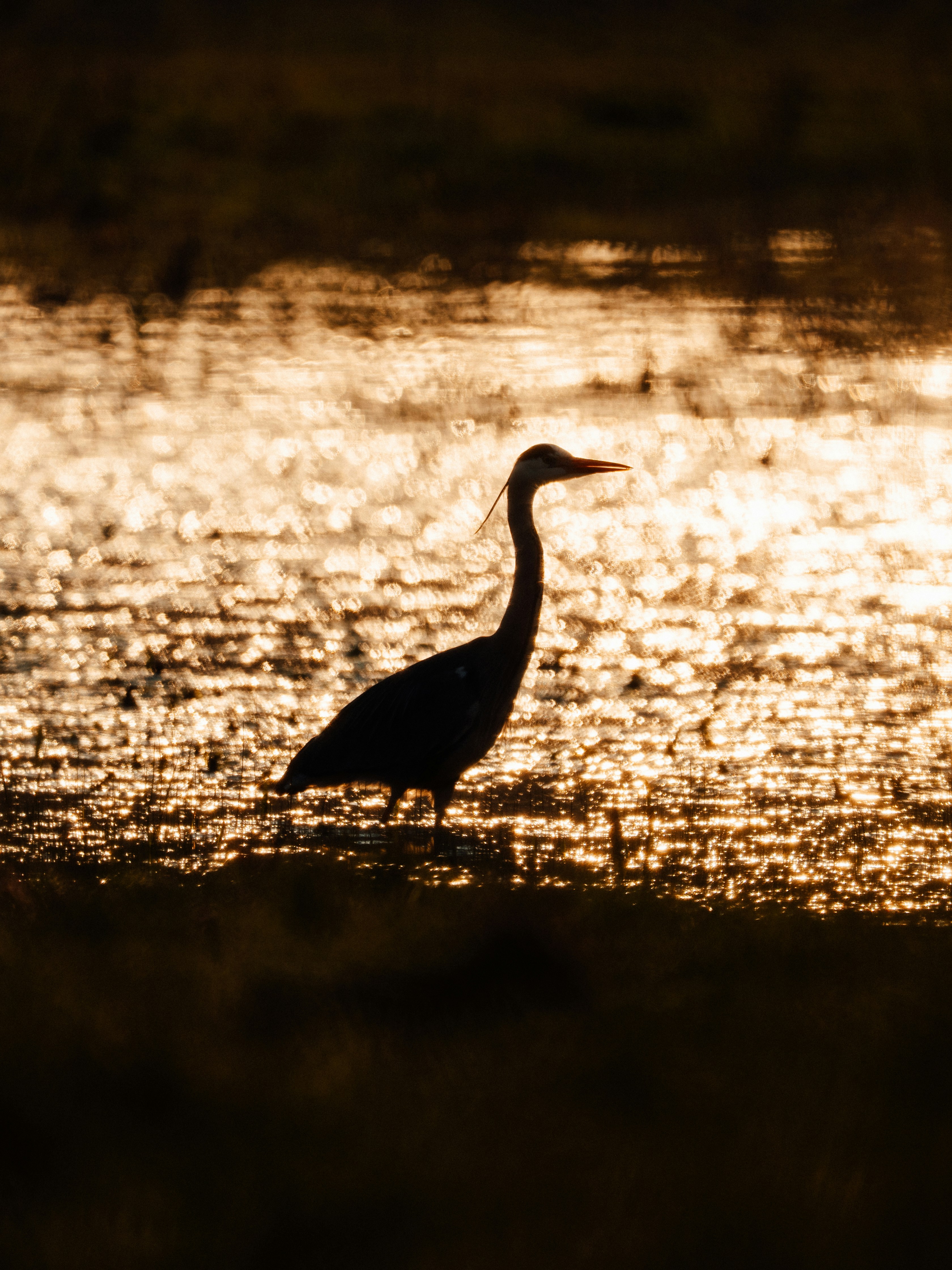 Silhouette of a heron in shallow water at sunset