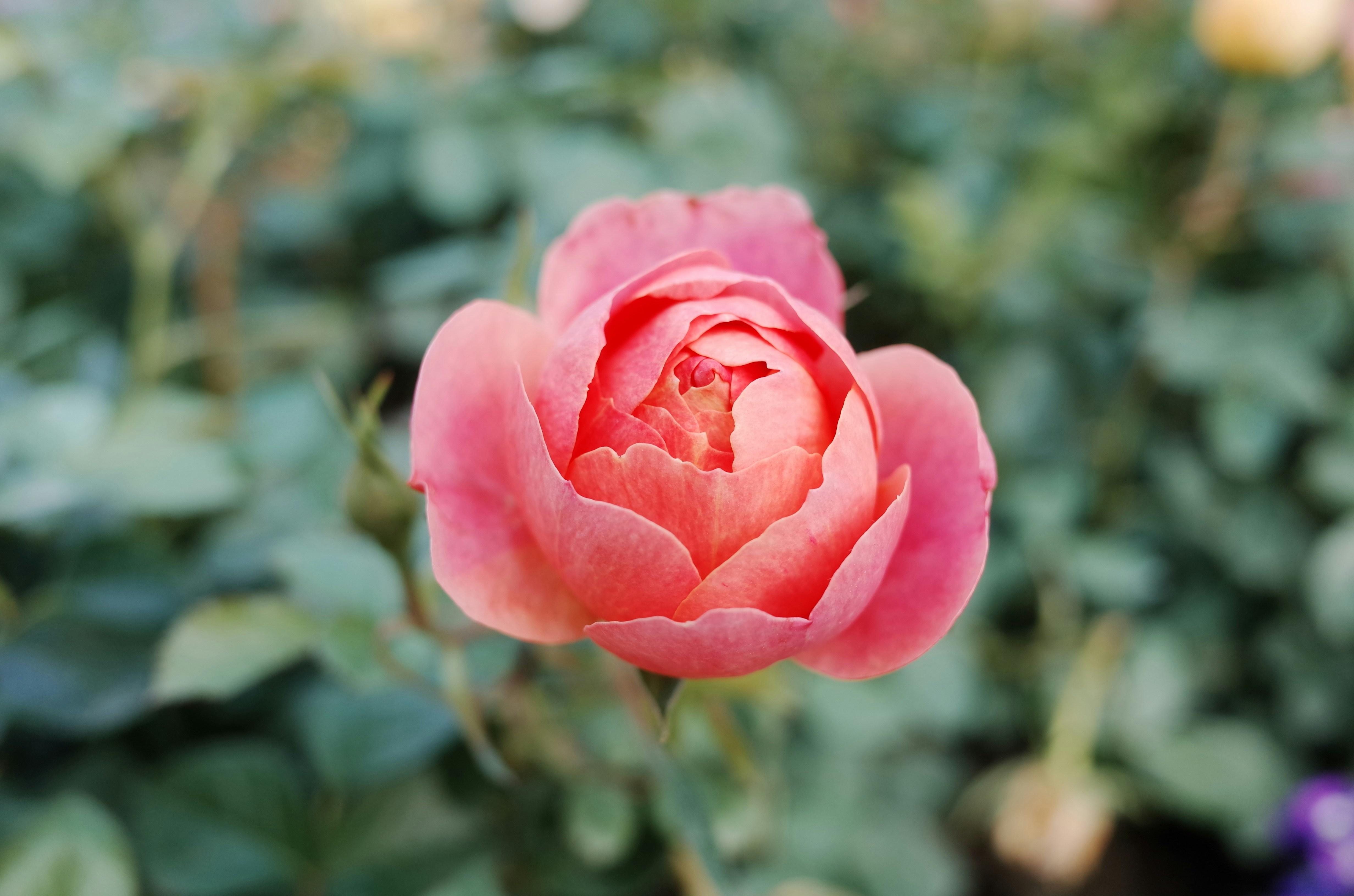 Photo by joy2333
