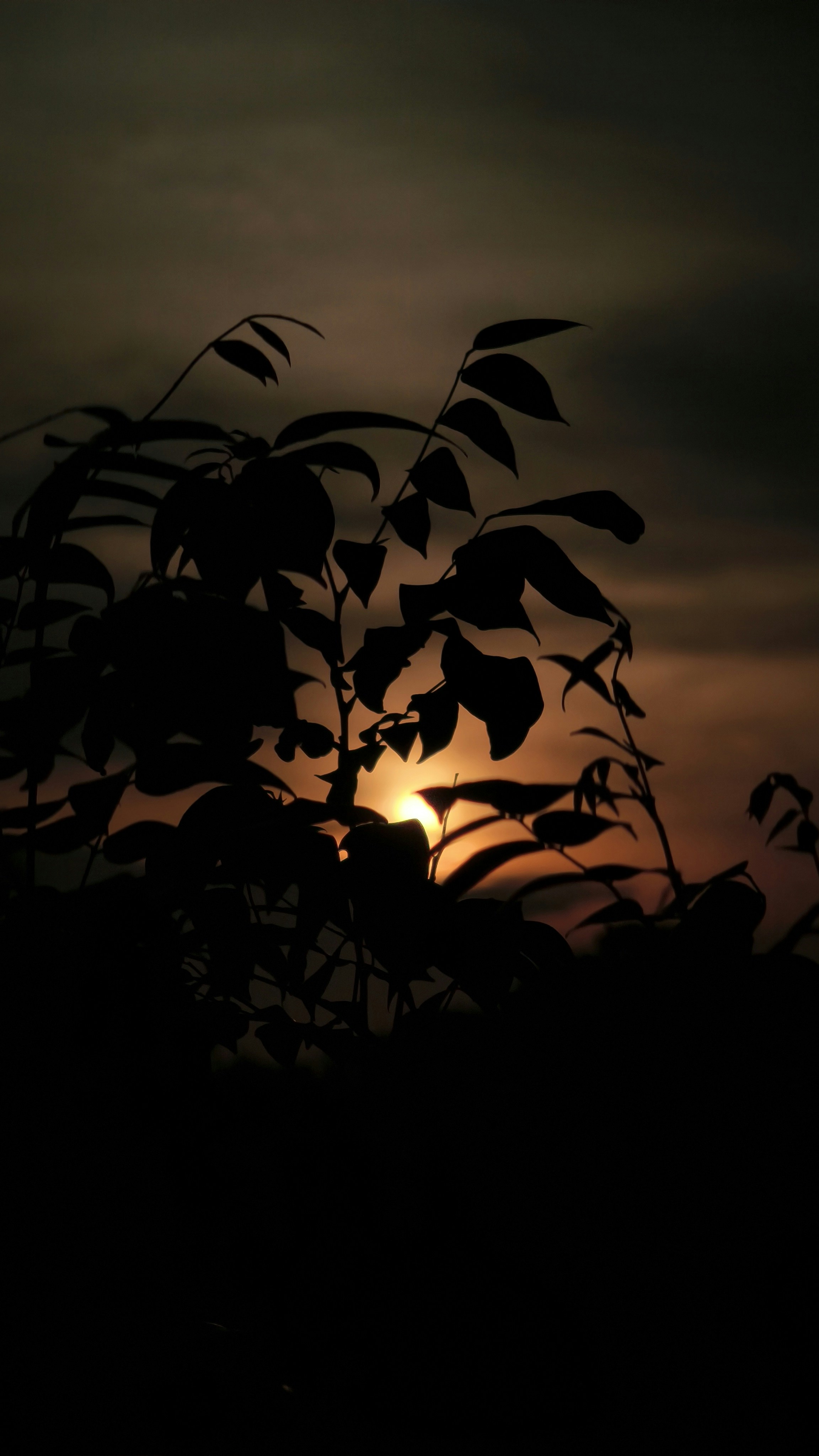 Photo by dilabrr