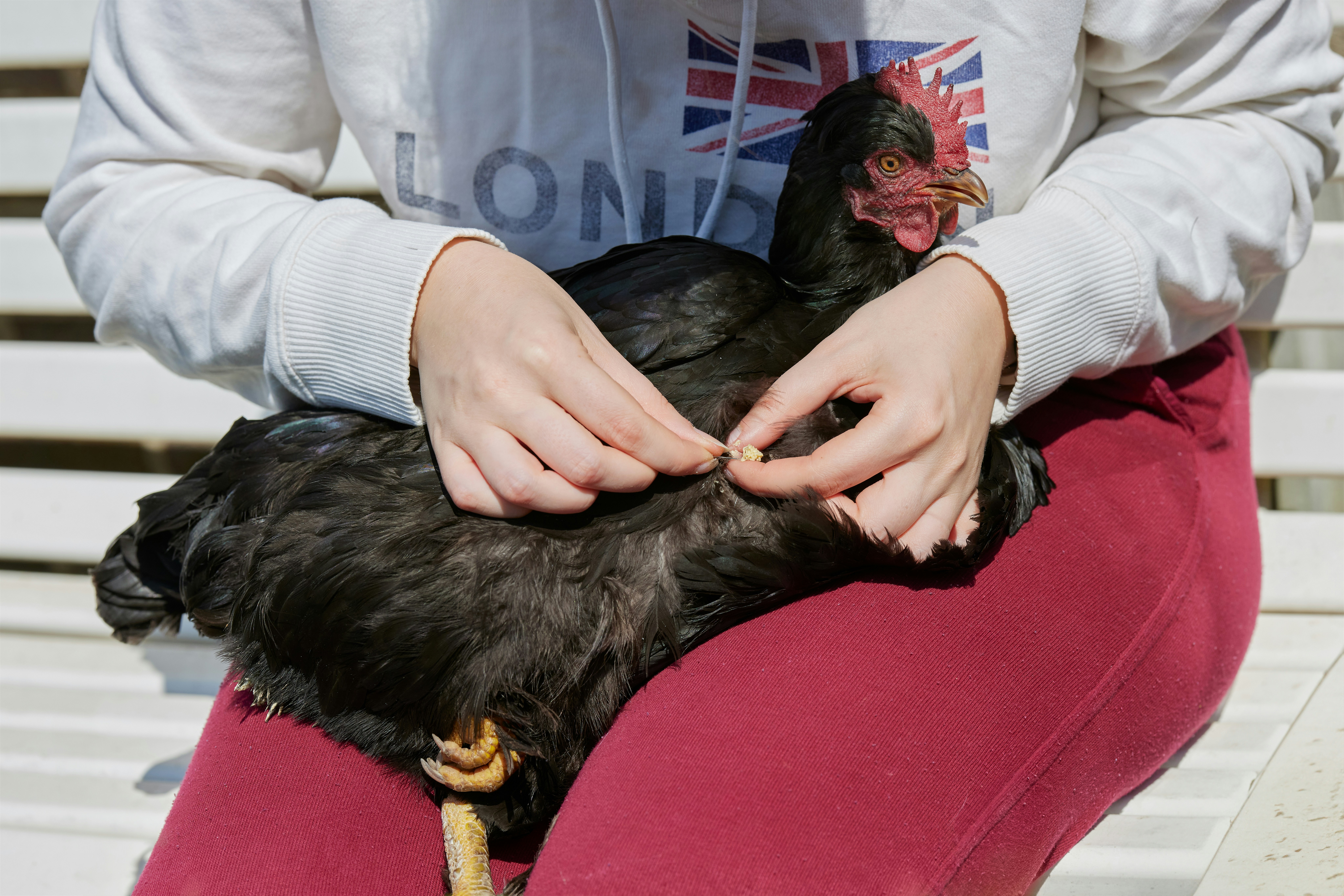 Bird Veterinary Care Basics: Essential Guide
