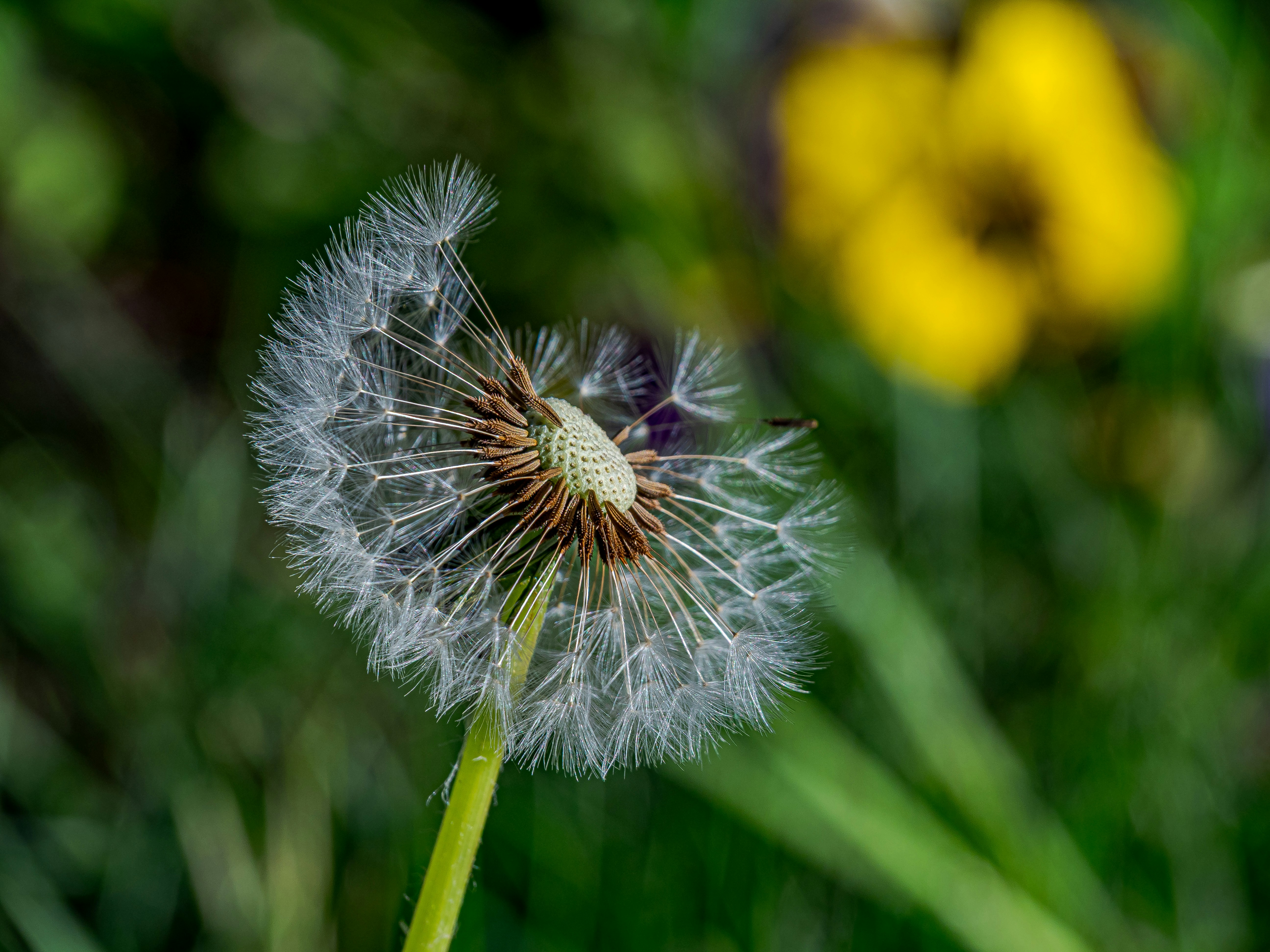 Photo by skstrannik