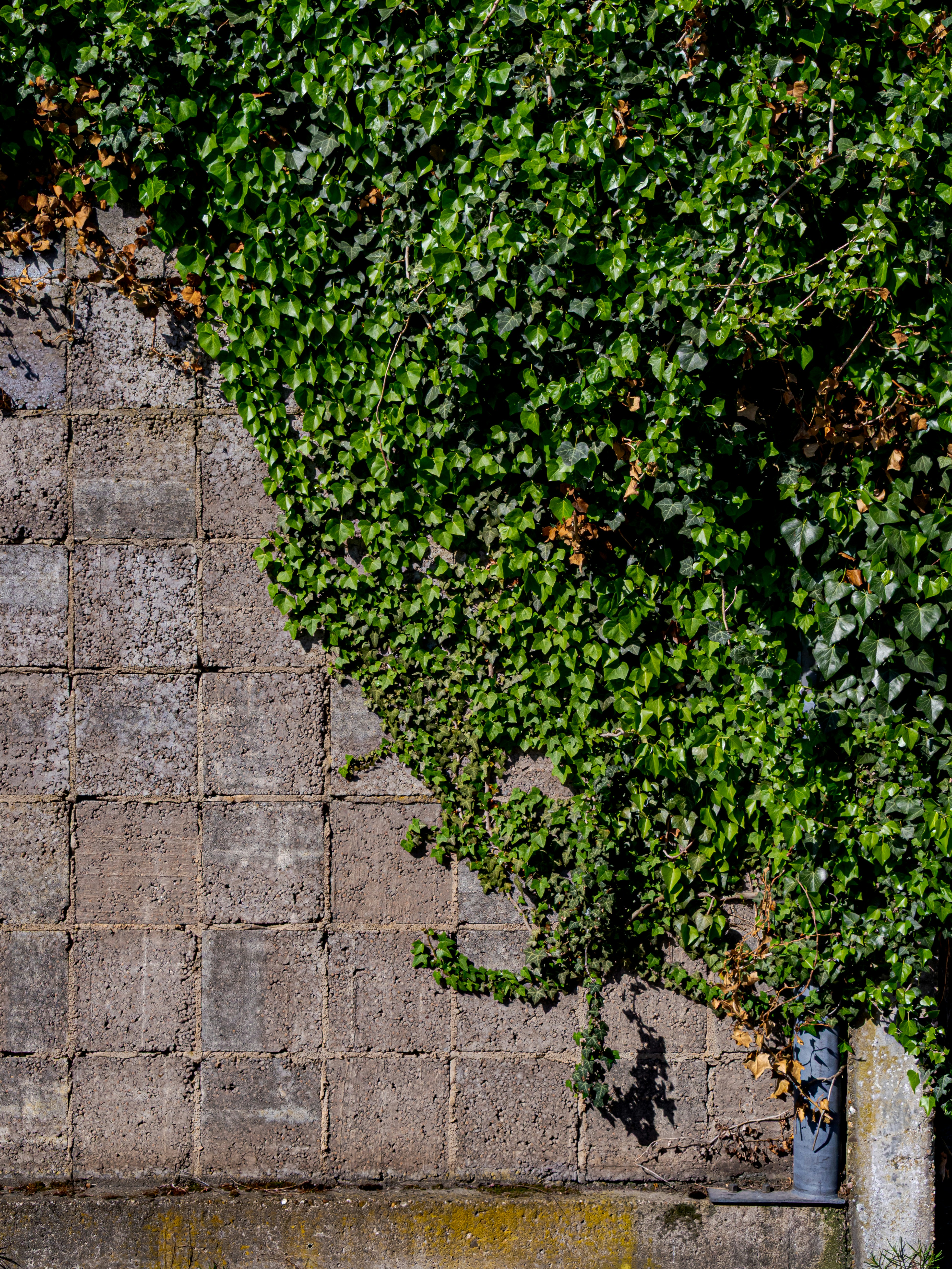 Grner Efeu, der auf einer strukturierten Betonwand wchst Foto   Kostenloses Bild zum Thema Grn auf Unsplash