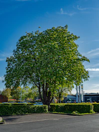 A large green tree stands under a blue sky.