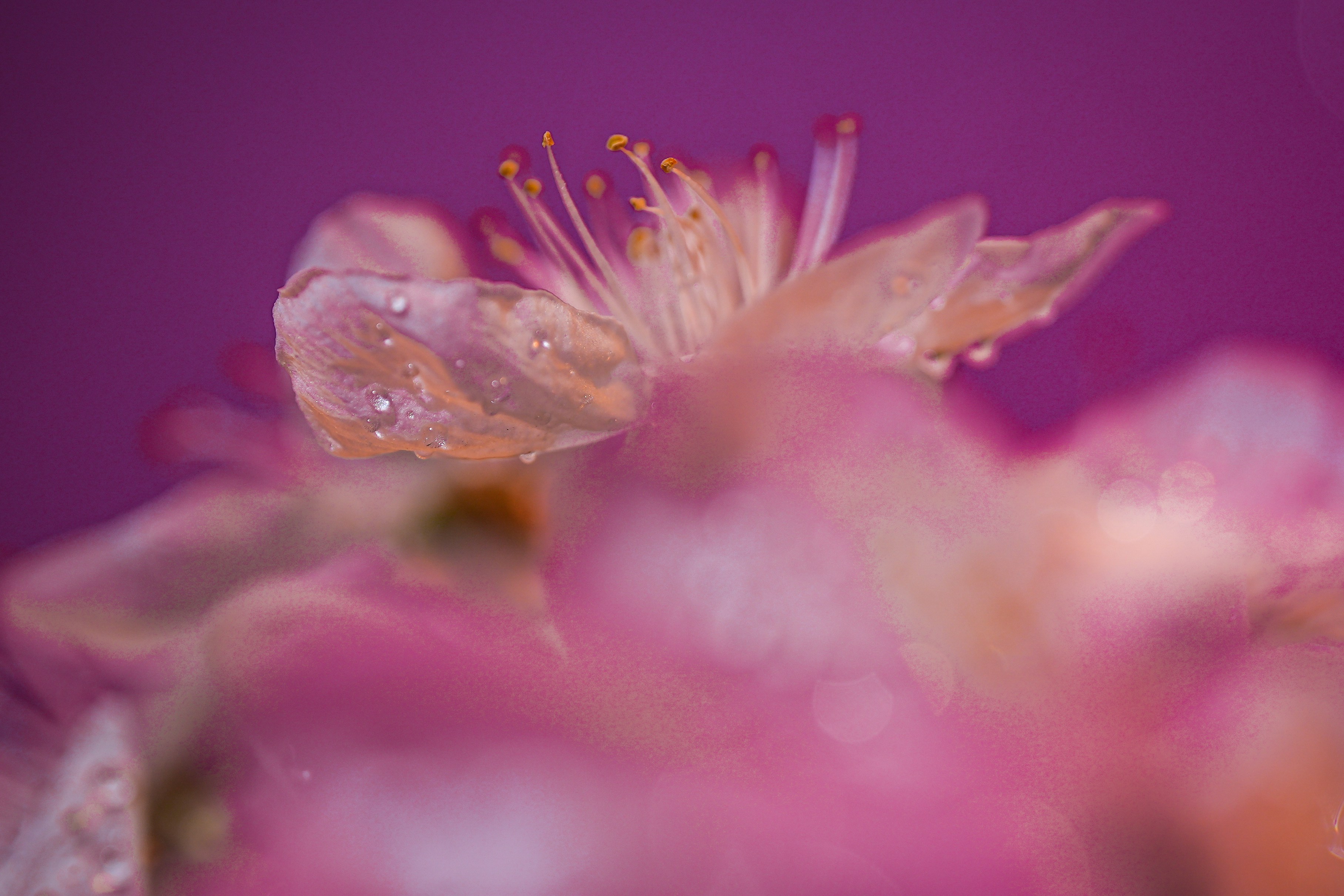 Pétalas delicadas de flores cor-de-rosa com gotas de água.