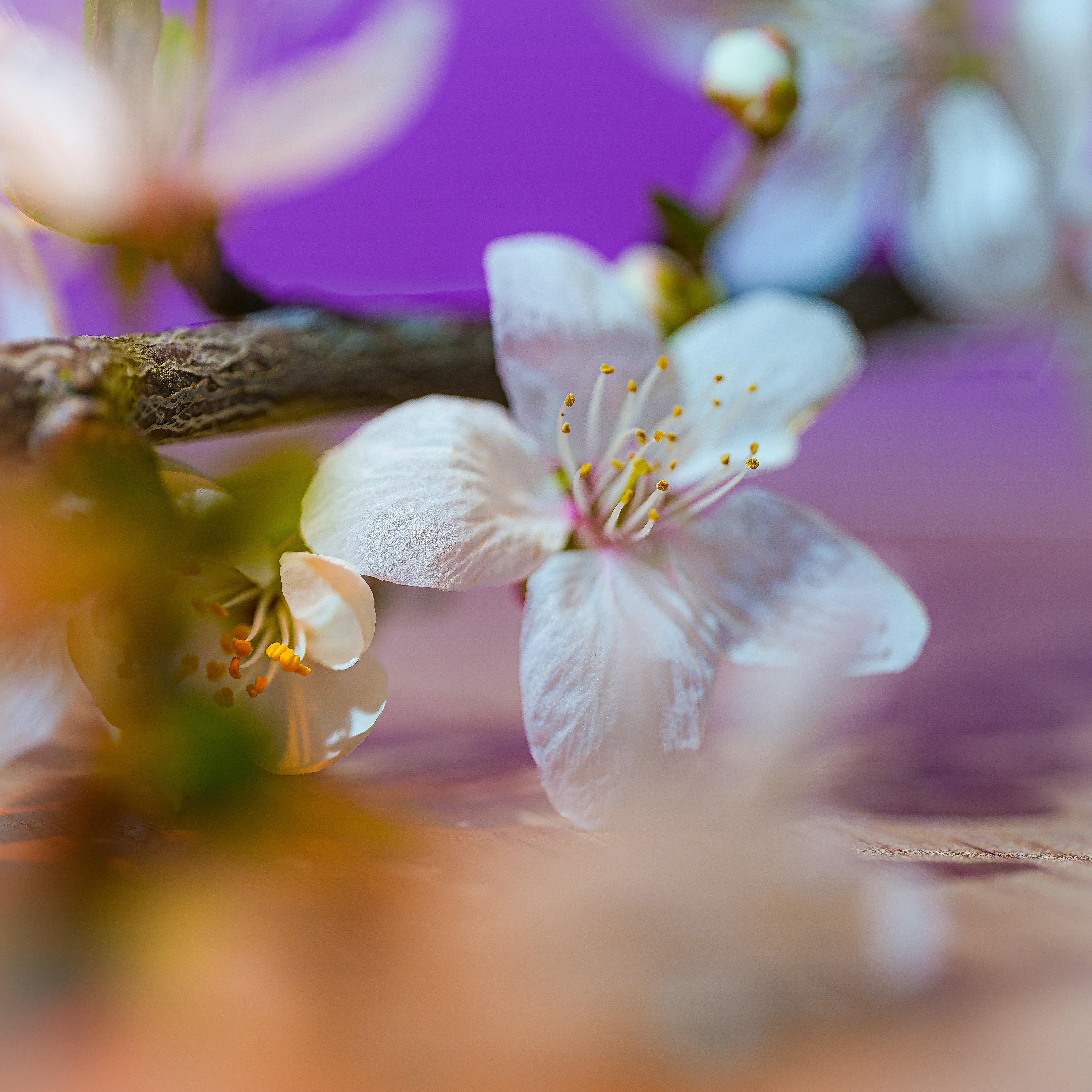 Close de flores de cerejeira brancas contra fundo roxo
