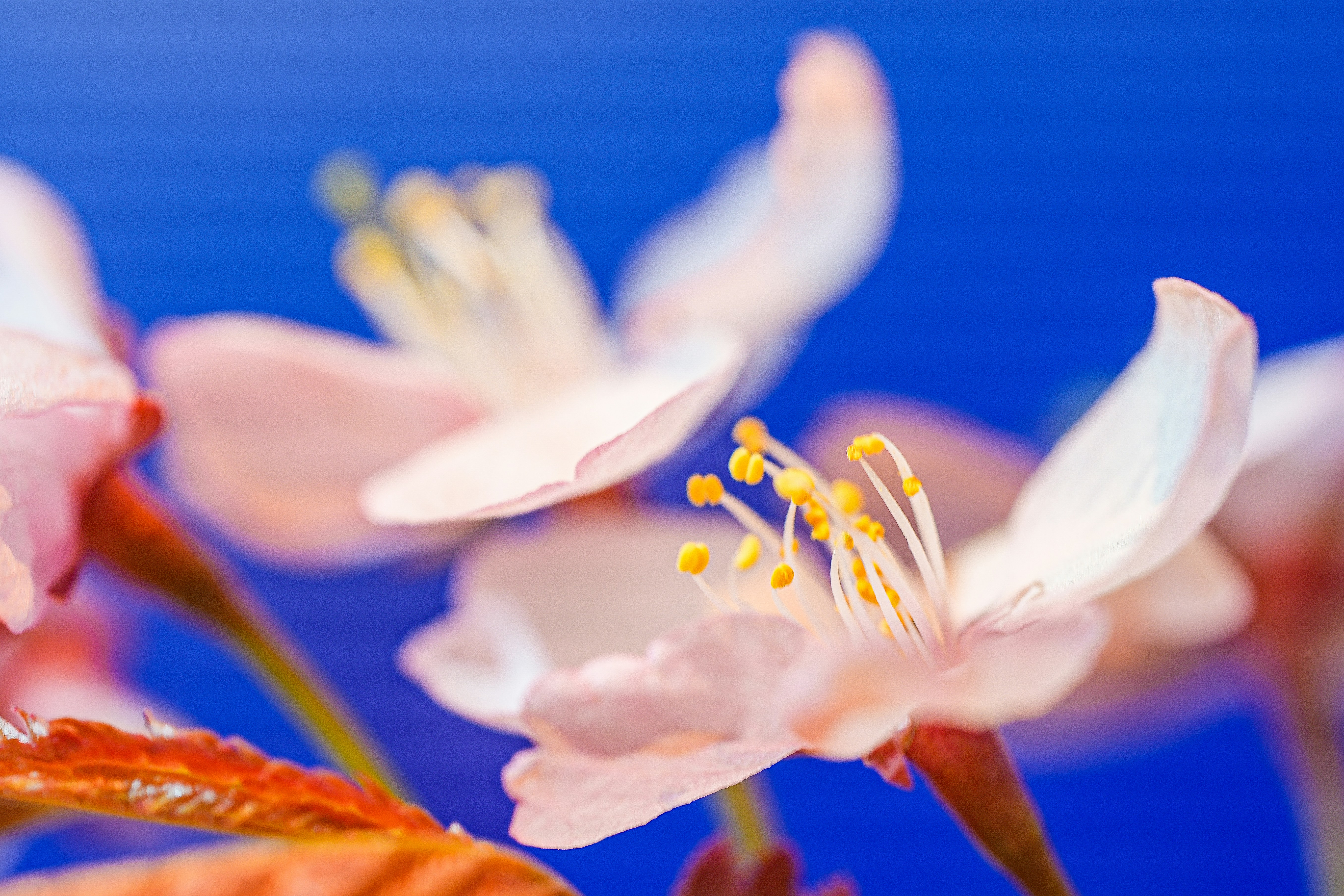 Delicadas flores de cerejeira rosa sobre um fundo azul vibrante.