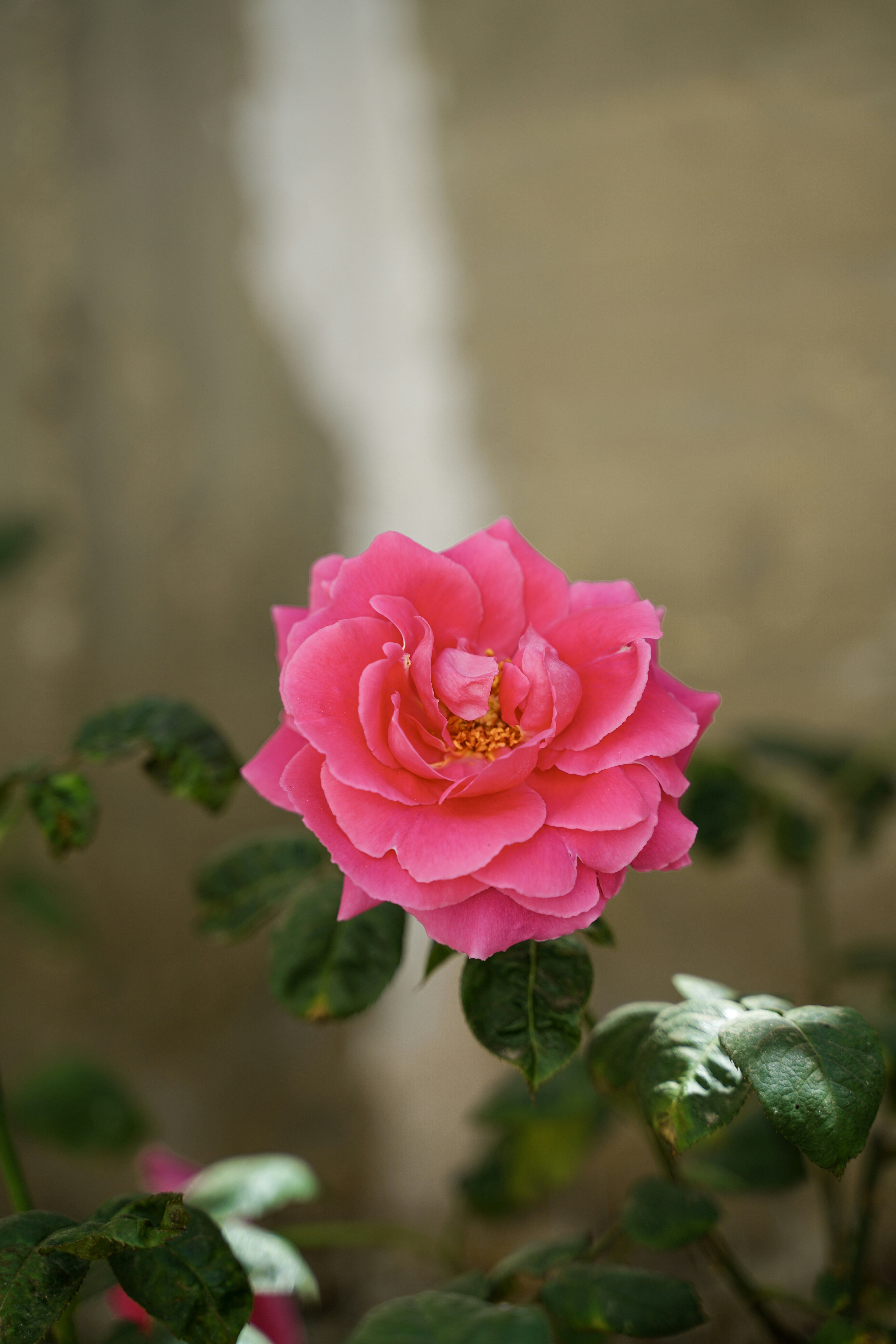 Une rose rose éclatante fleurit en douce floue.