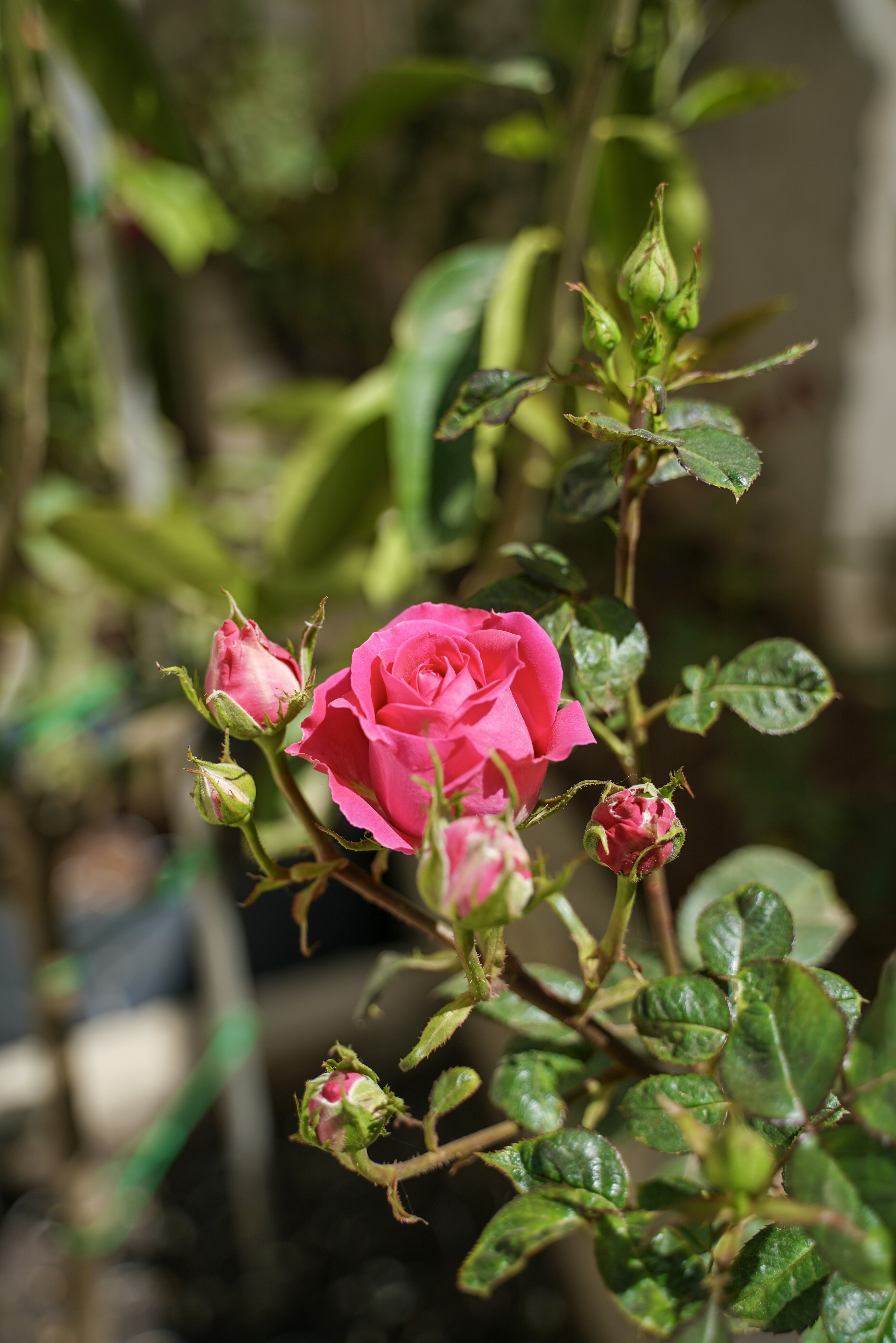 Une rose rose éclatante avec plusieurs bourgeons sur une branche.