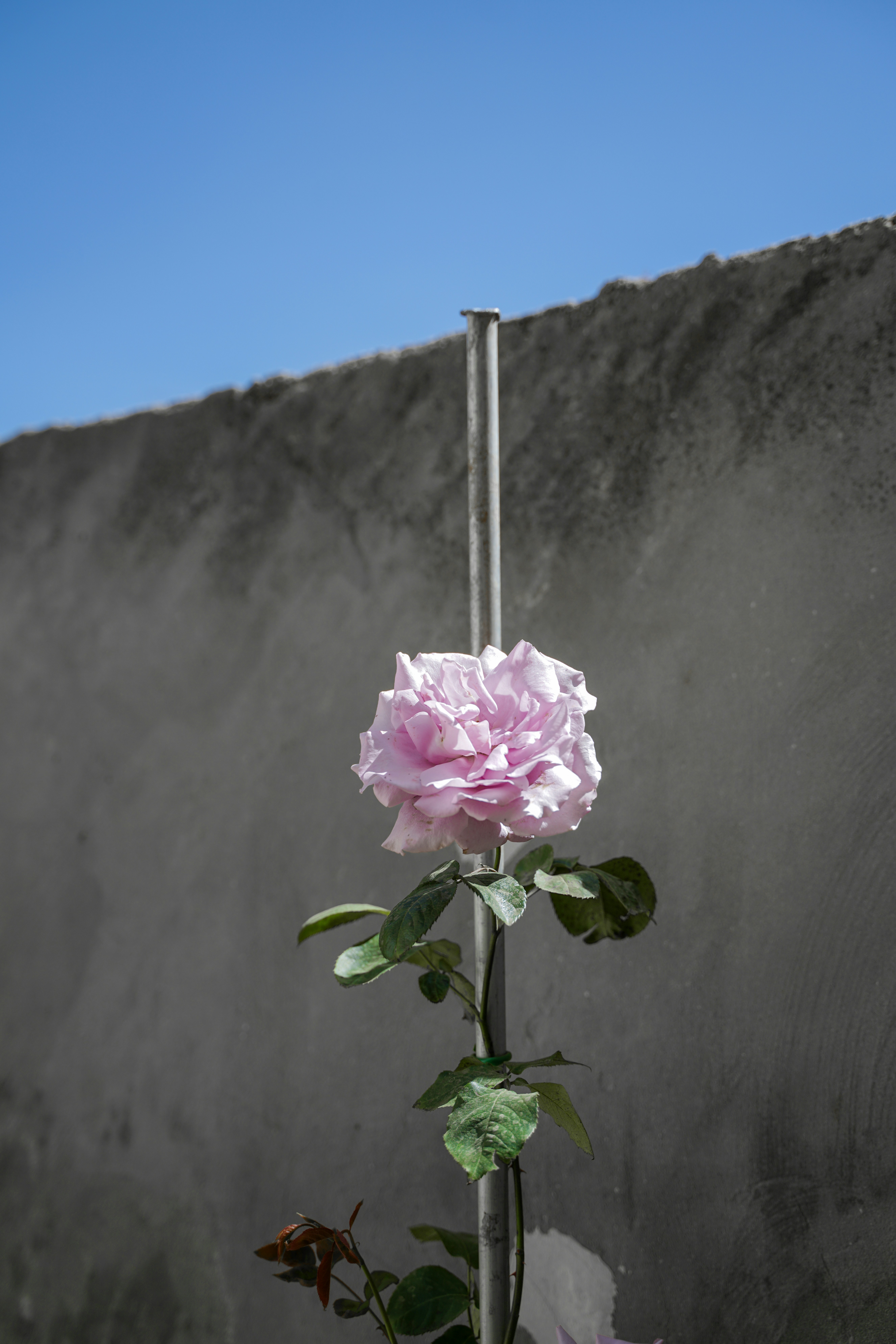 Une seule rose rose fleurit contre un mur en béton.