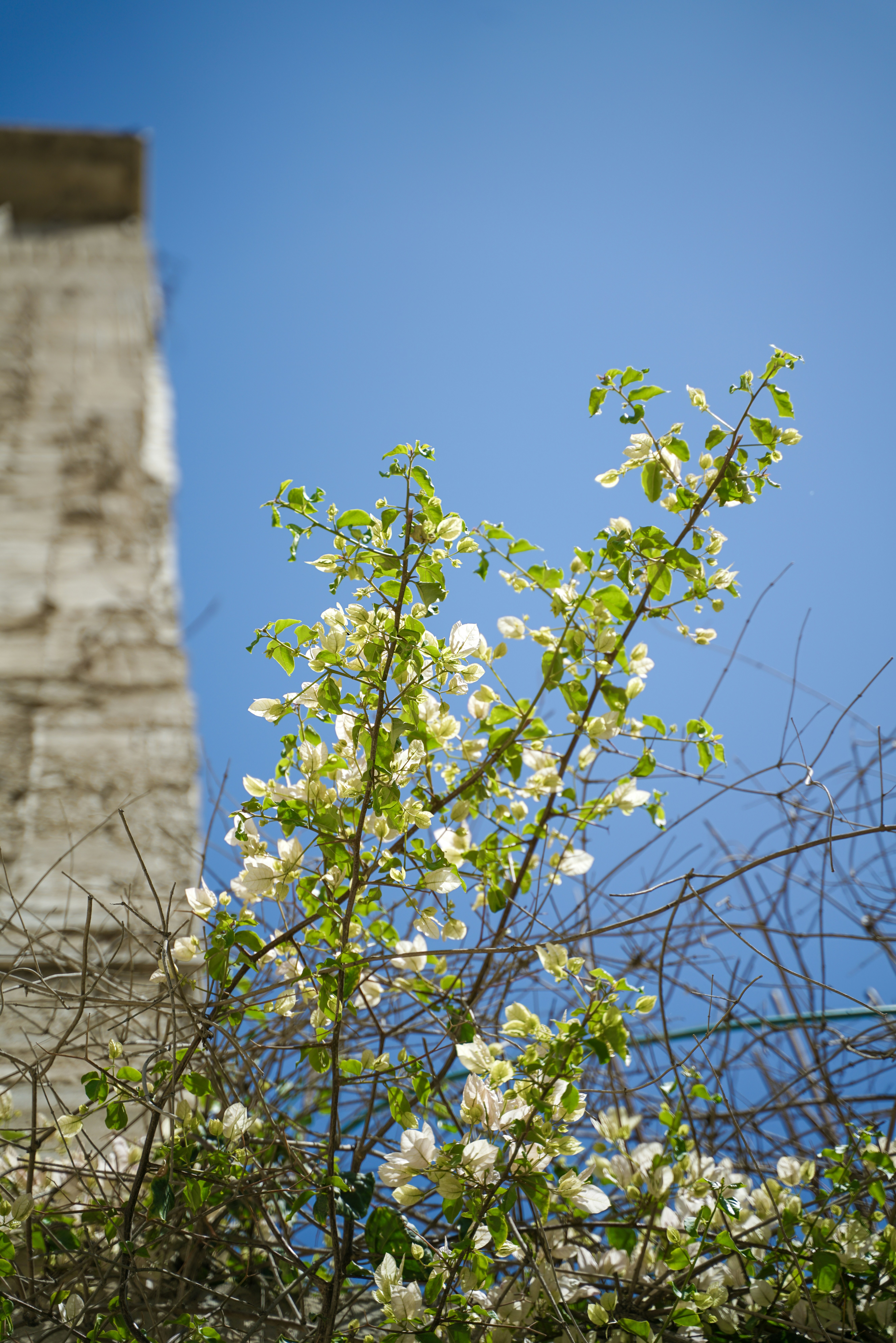 Les bougainvilliers blancs fleurissent dans un ciel bleu éclatant.