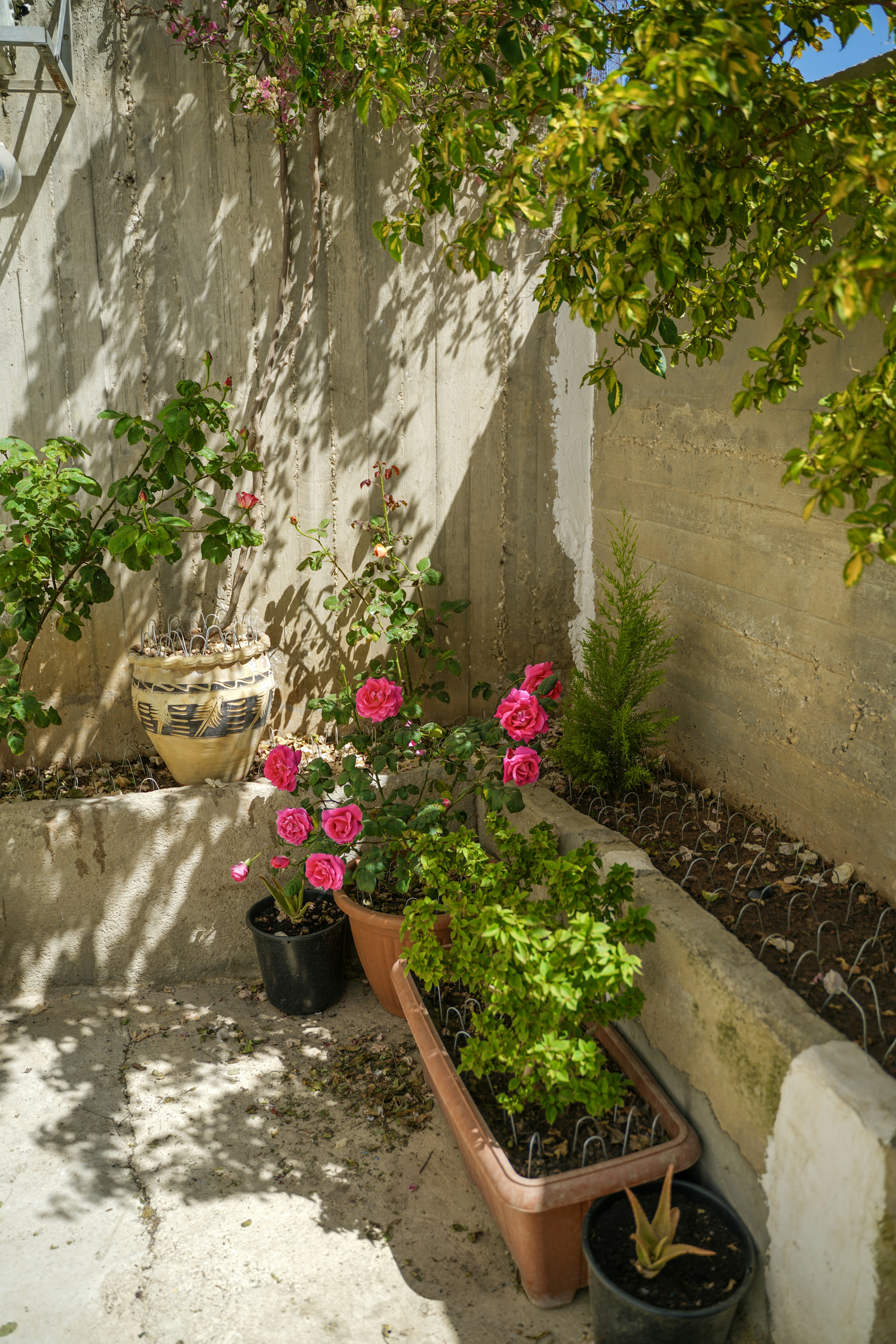 Des roses roses en pot et des plantes vertes dans un jardin ensoleillé.