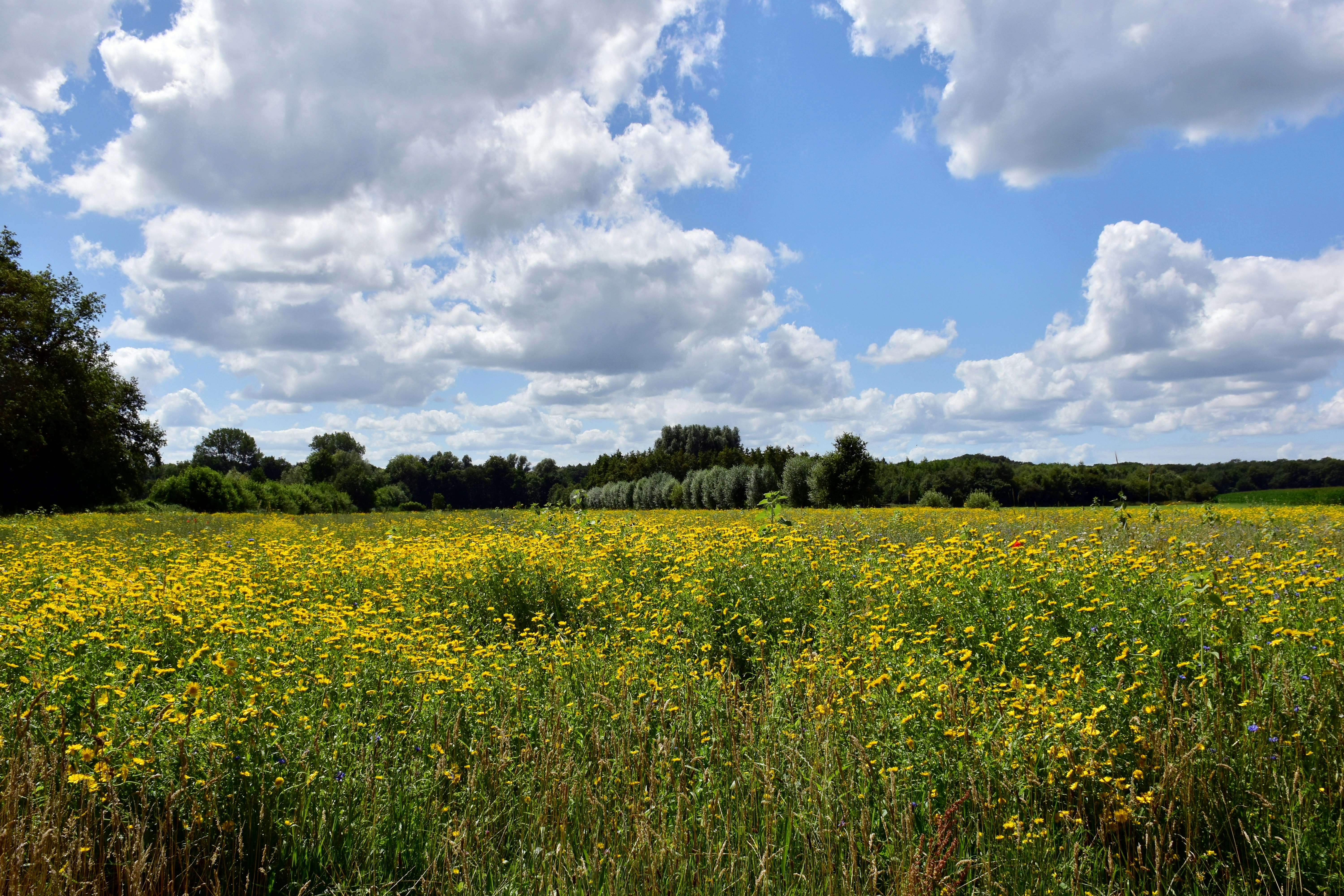 Field of yellow flowers under a cloudy blue sky