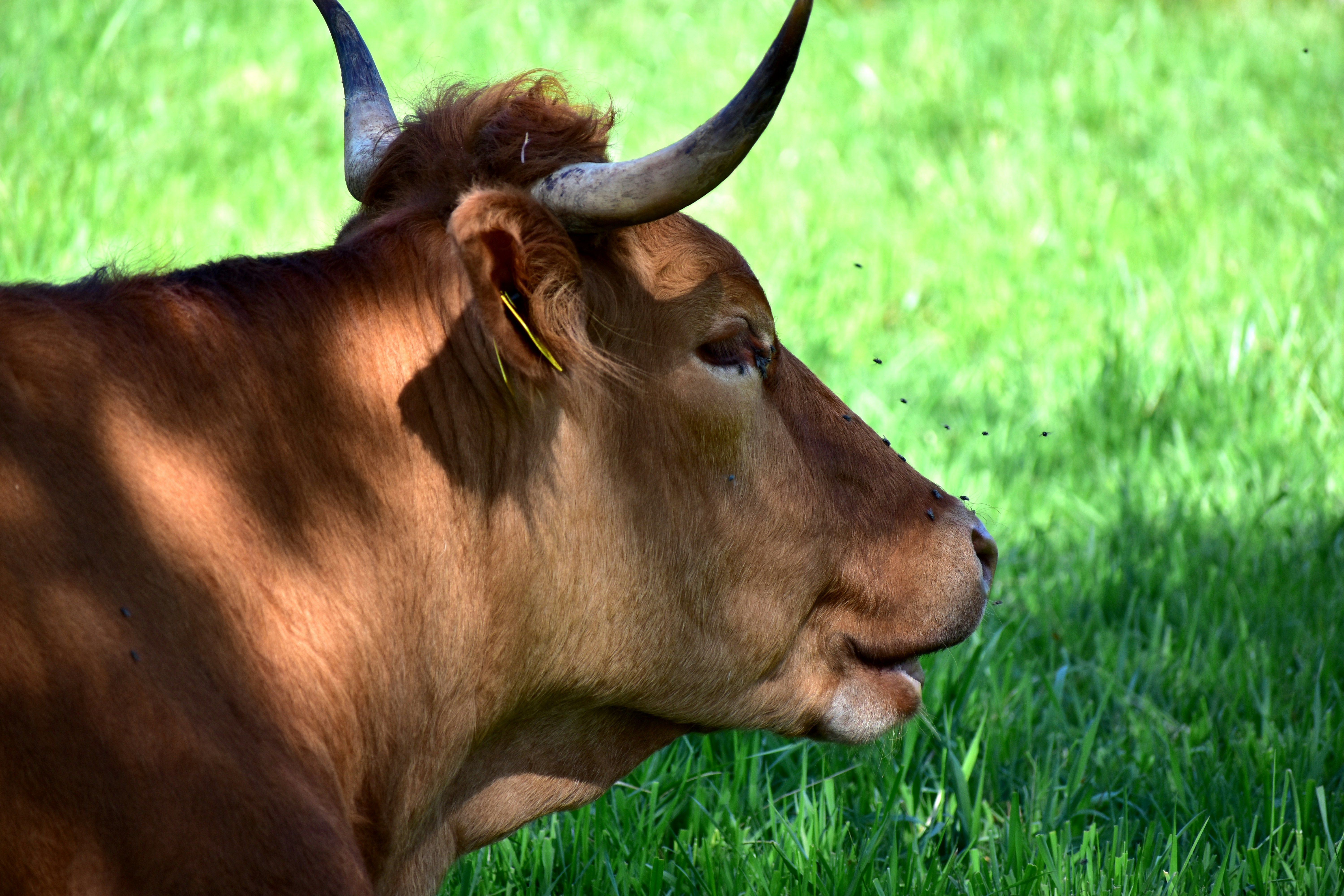 Brown cow with horns in a green field
