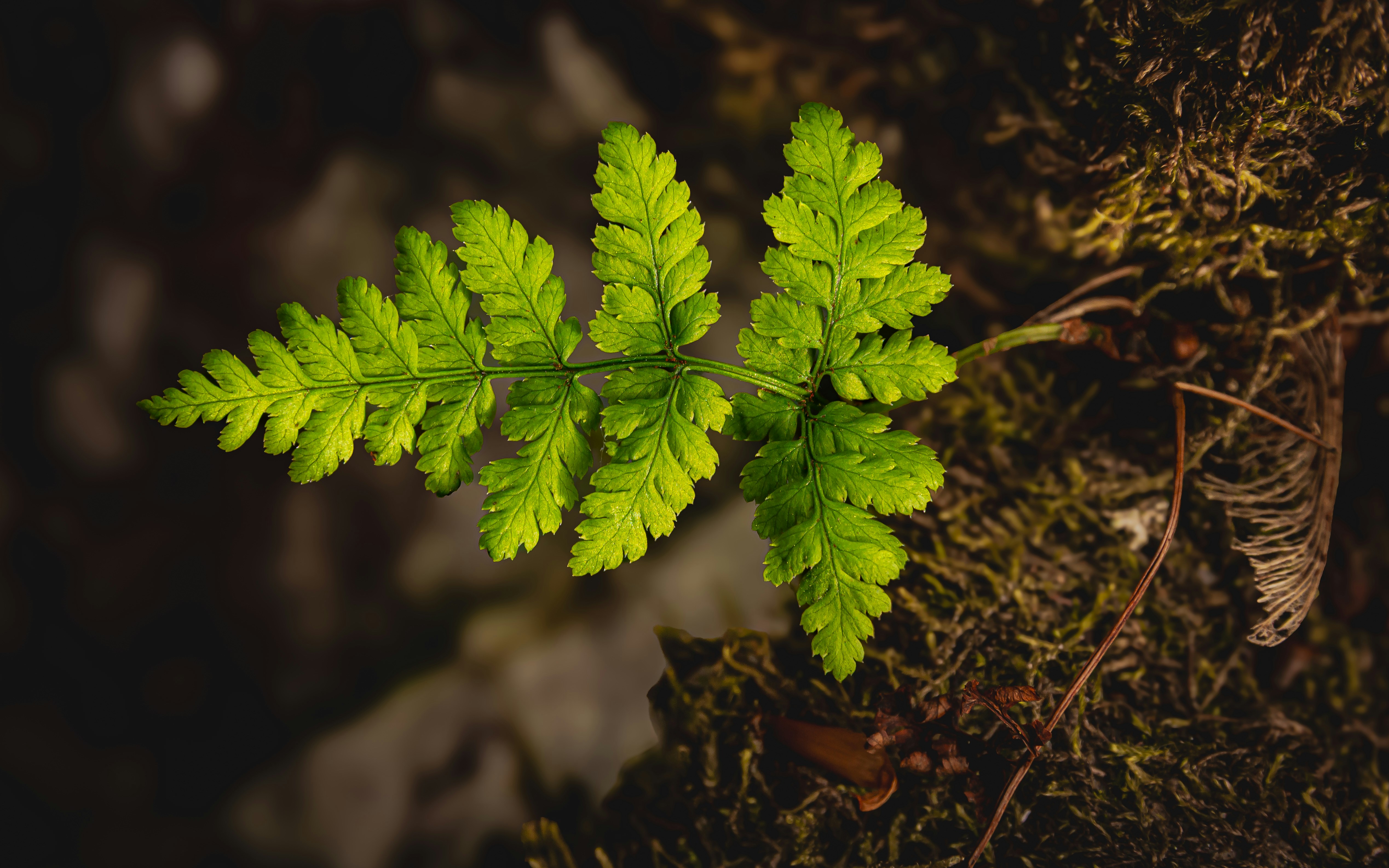 Una vibrante hoja de helecho verde emerge del suelo cubierto de musgo.