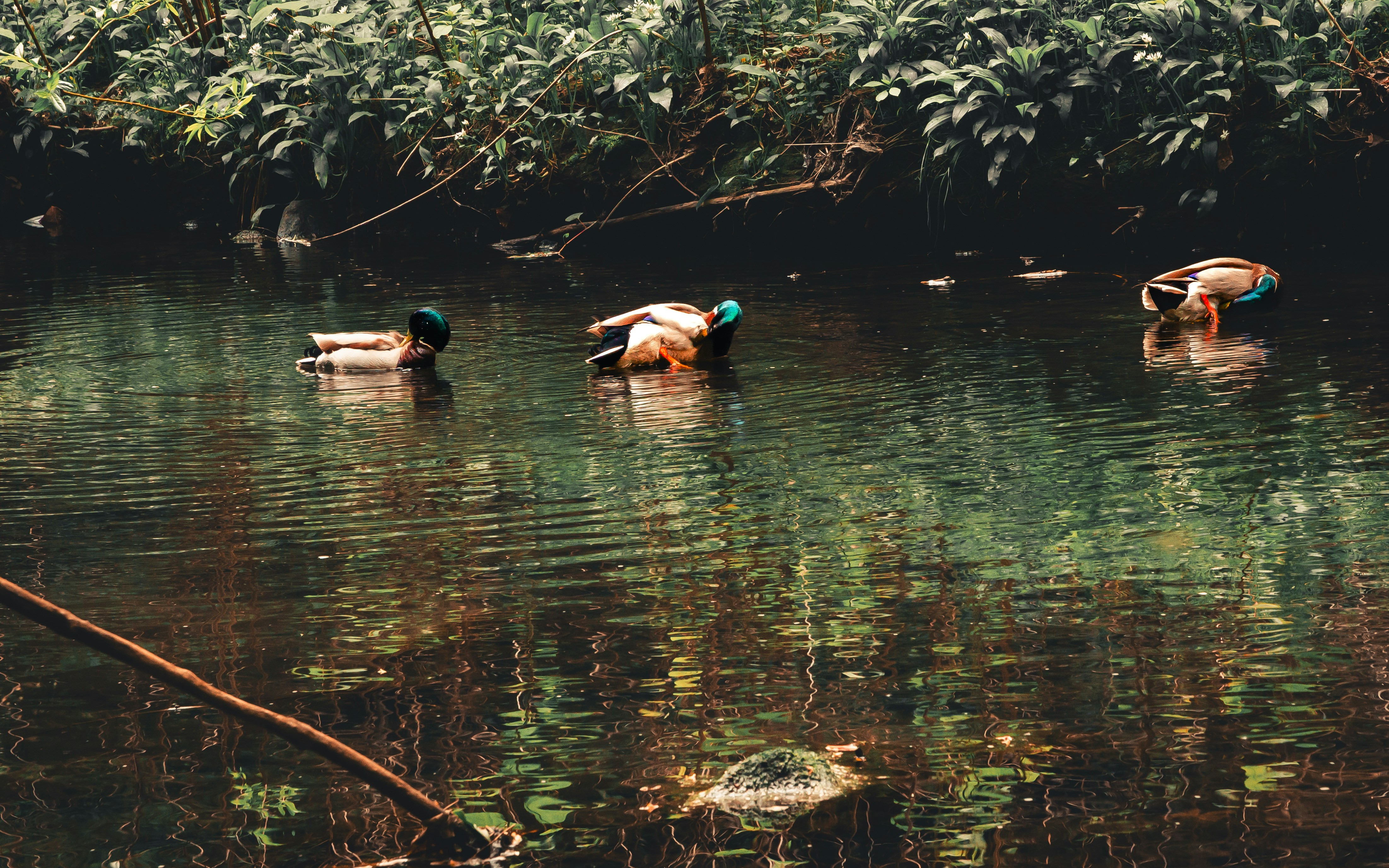 Patos nadando en un río tranquilo y arbolado.