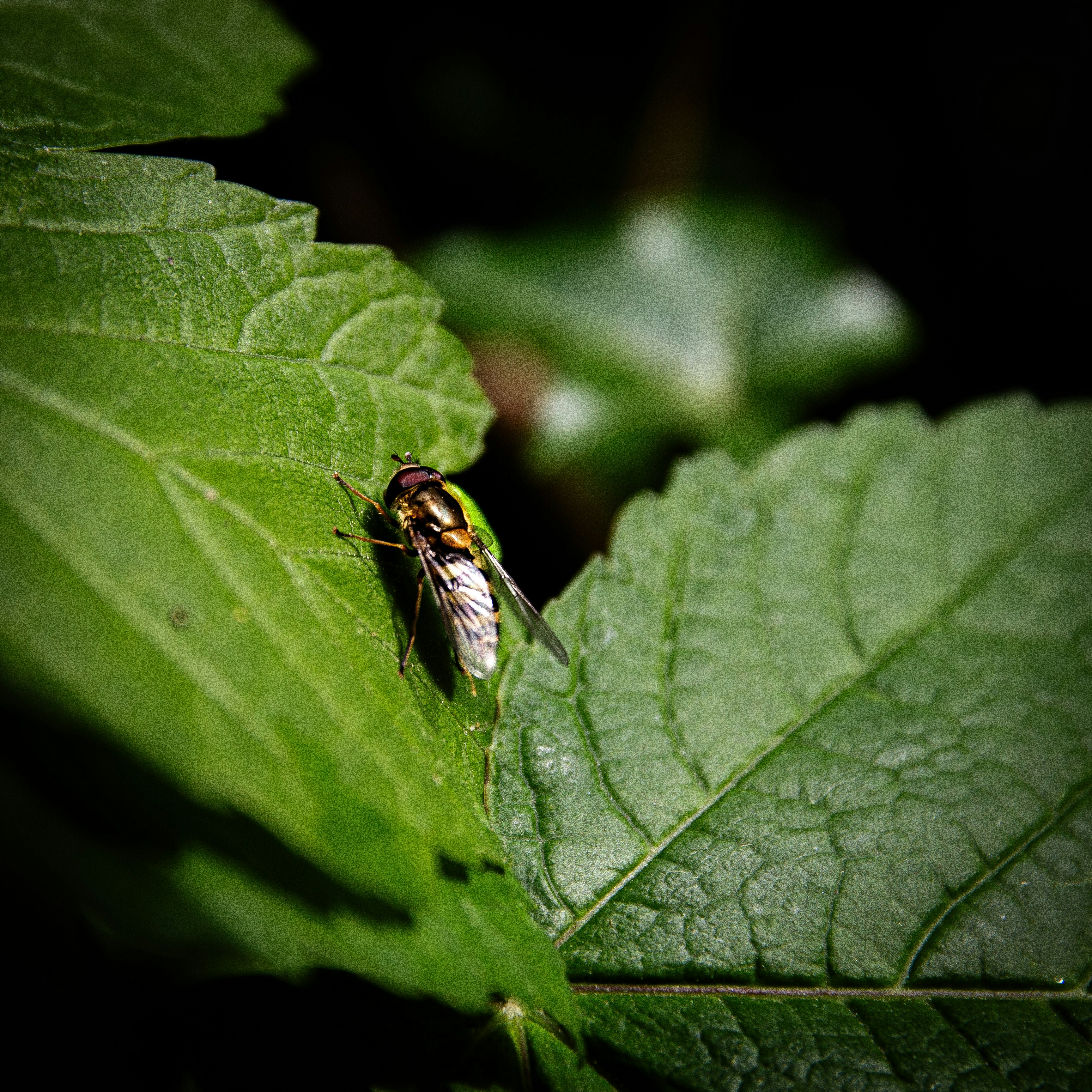 Una mosca descansa sobre una hoja verde vibrante.