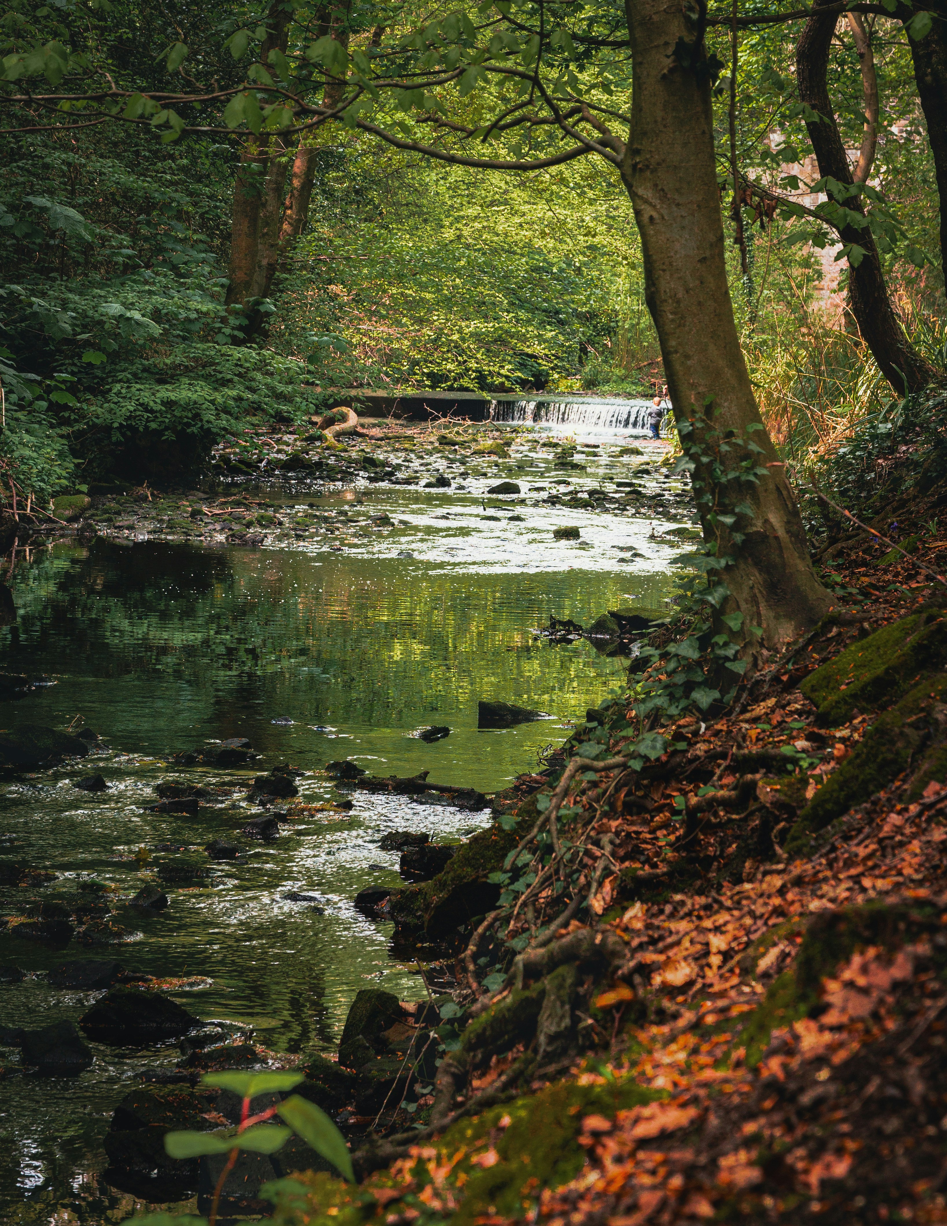 Un arroyo poco profundo atraviesa un bosque verde y frondoso.