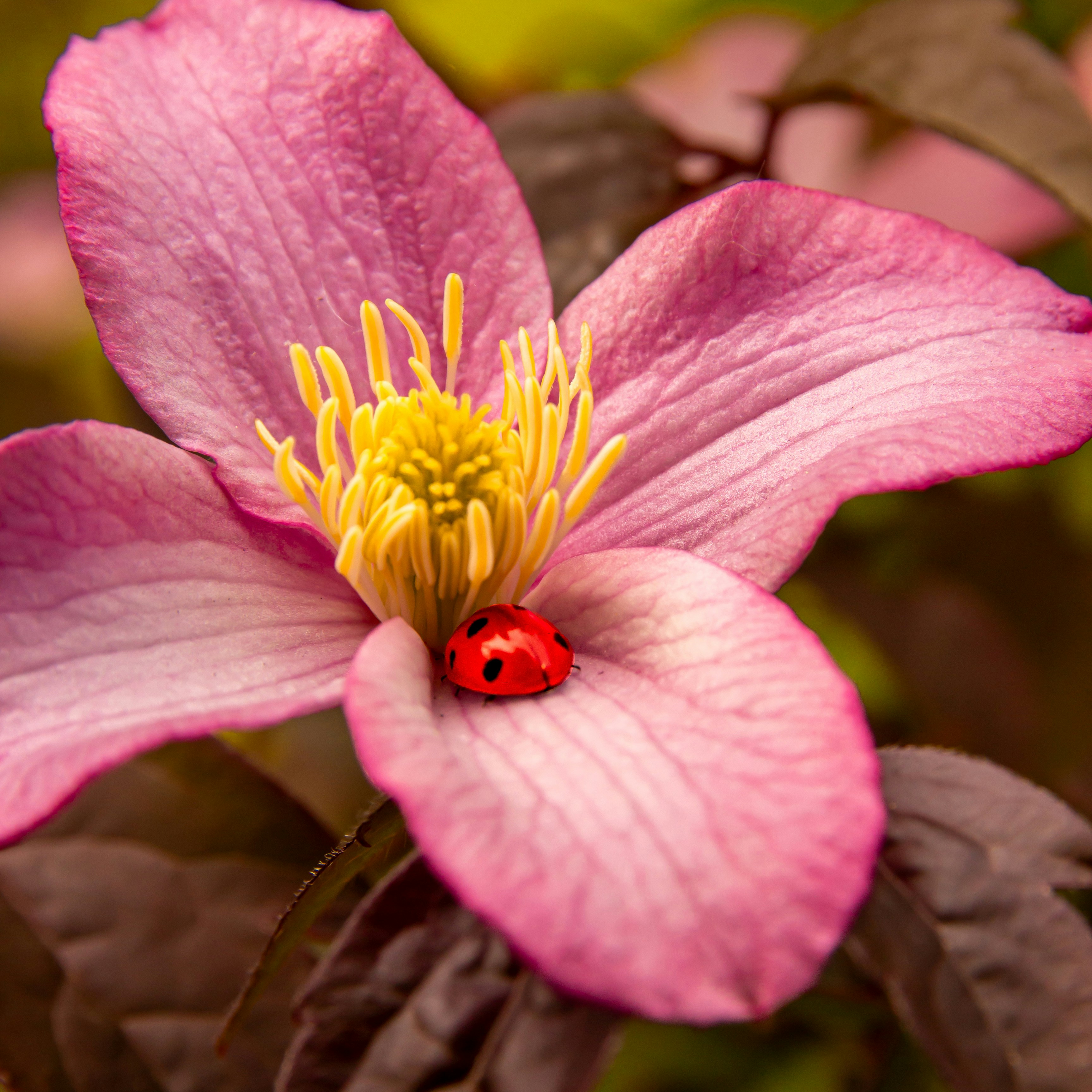 Una mariquita descansa sobre una clemátide rosa.