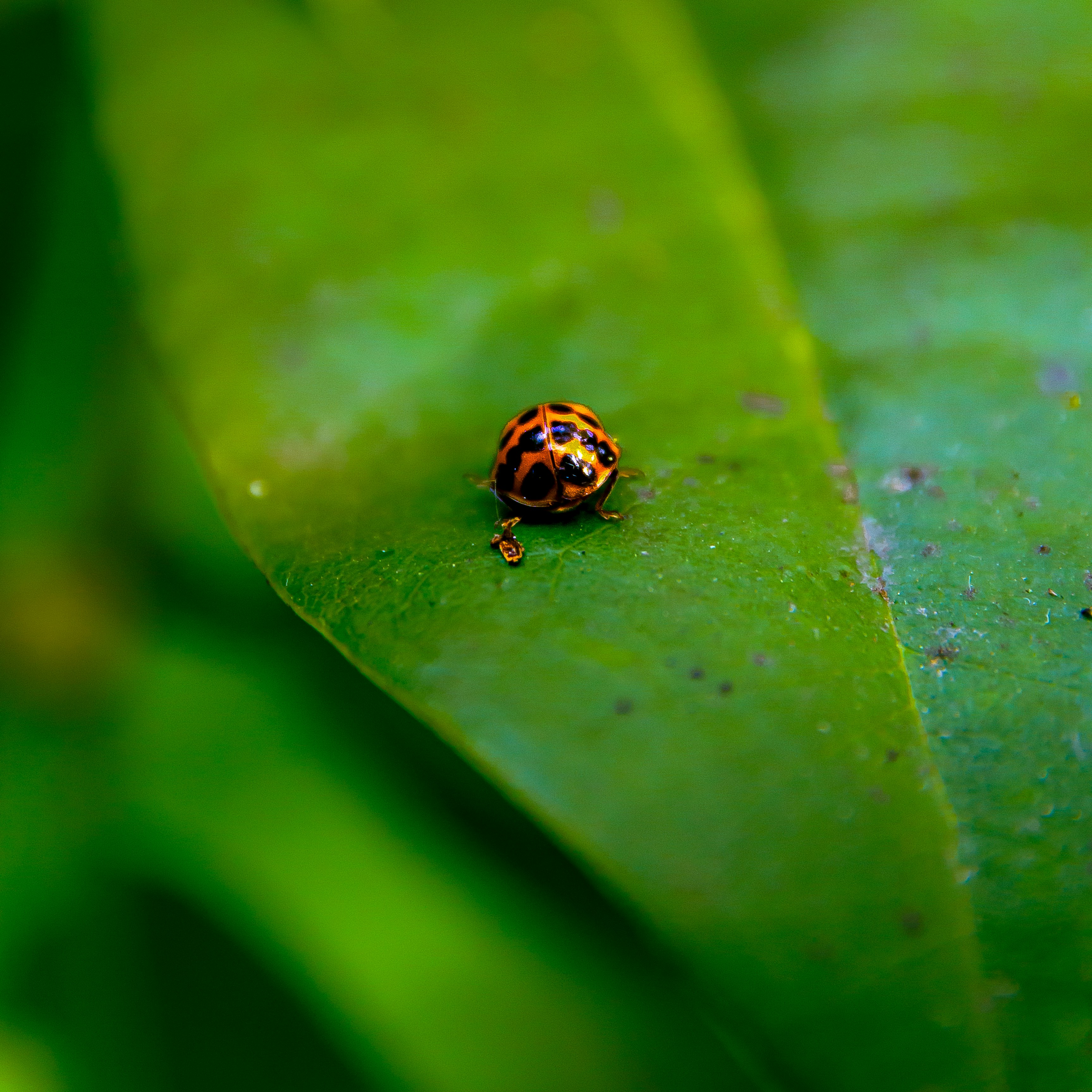 Una mariquita descansa sobre una hoja verde vibrante.