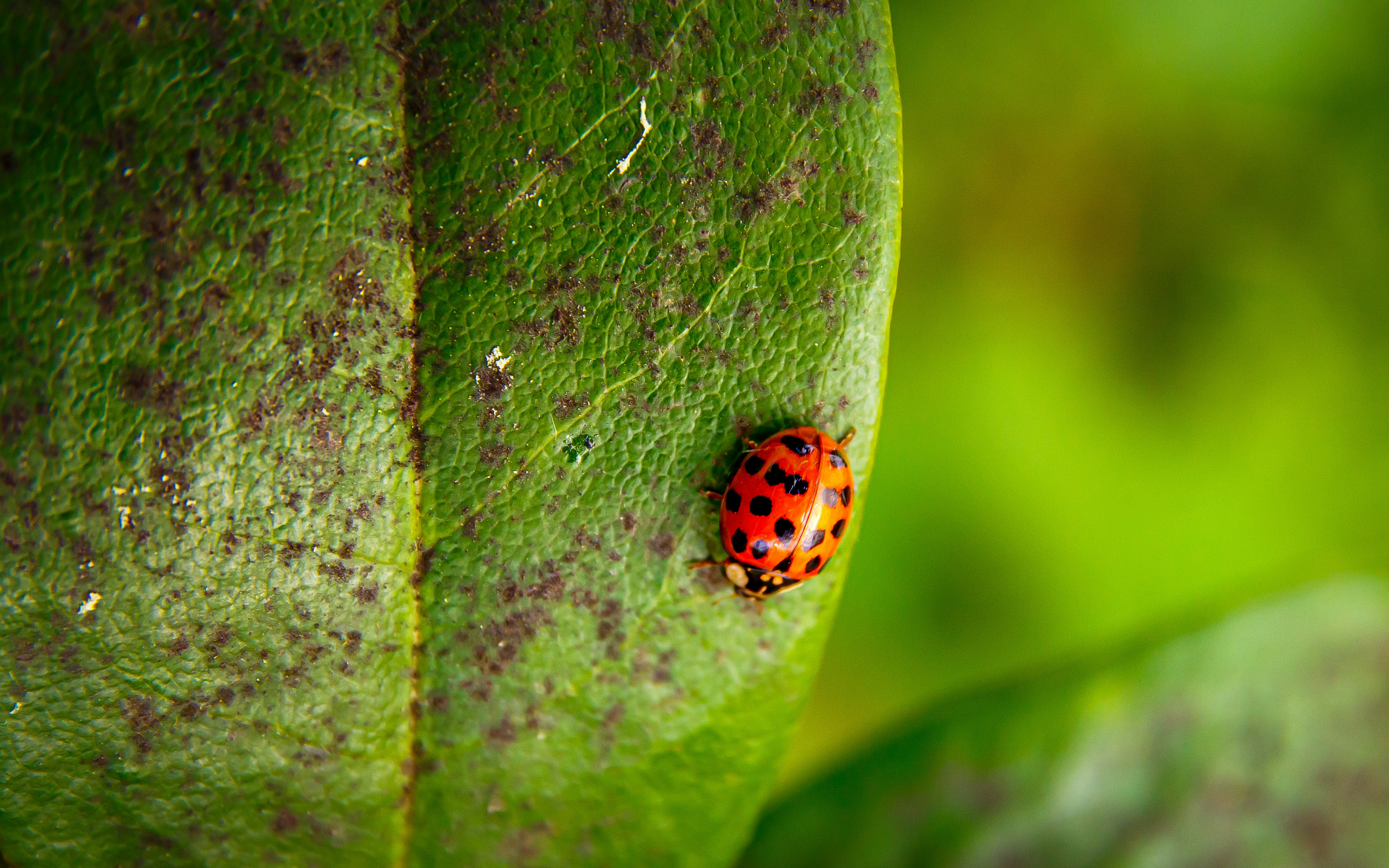 Una mariquita descansa sobre una hoja verde.