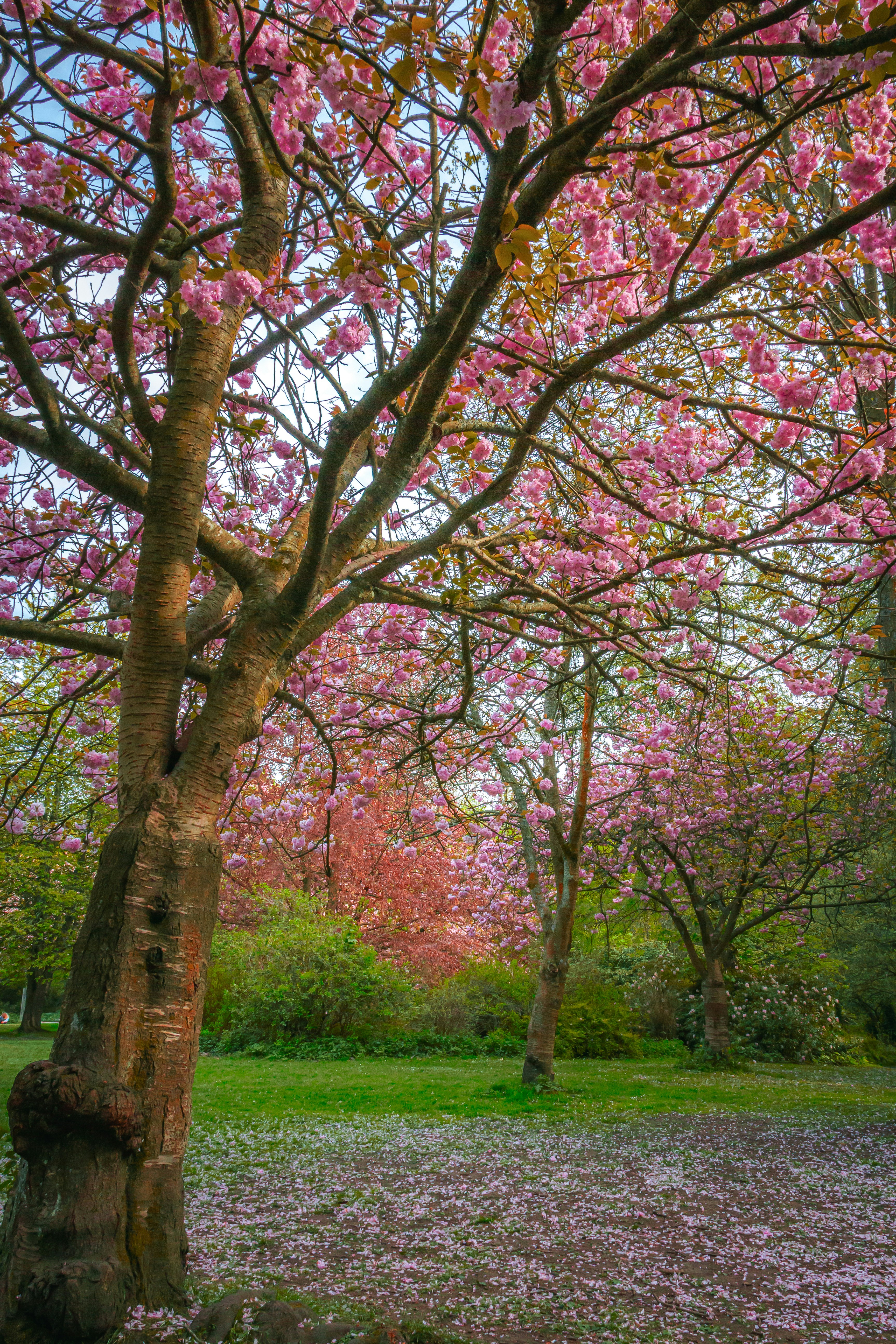 Cerezos en flor en pleno estado en un parque