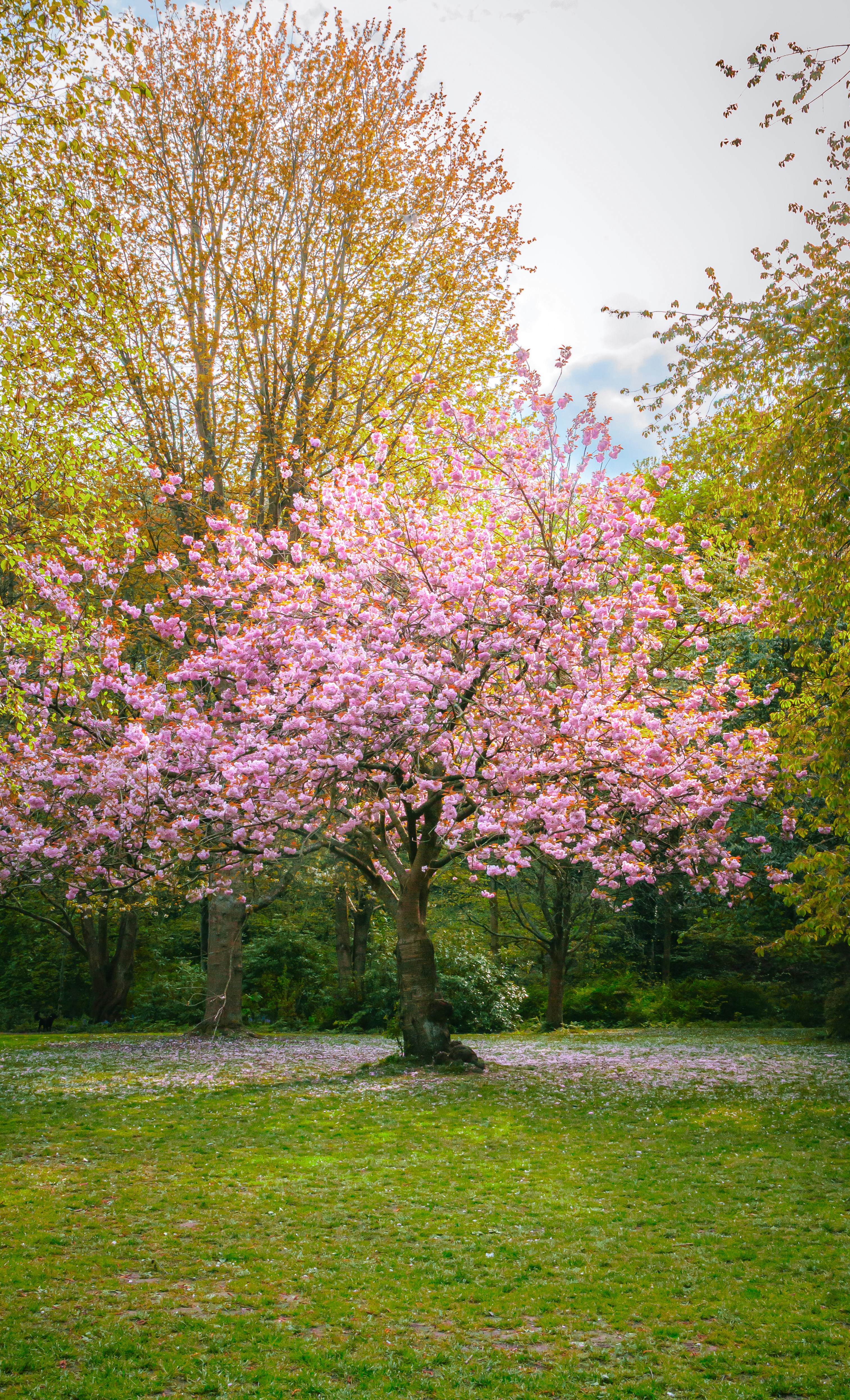 Un cerezo en flor en un parque de césped.