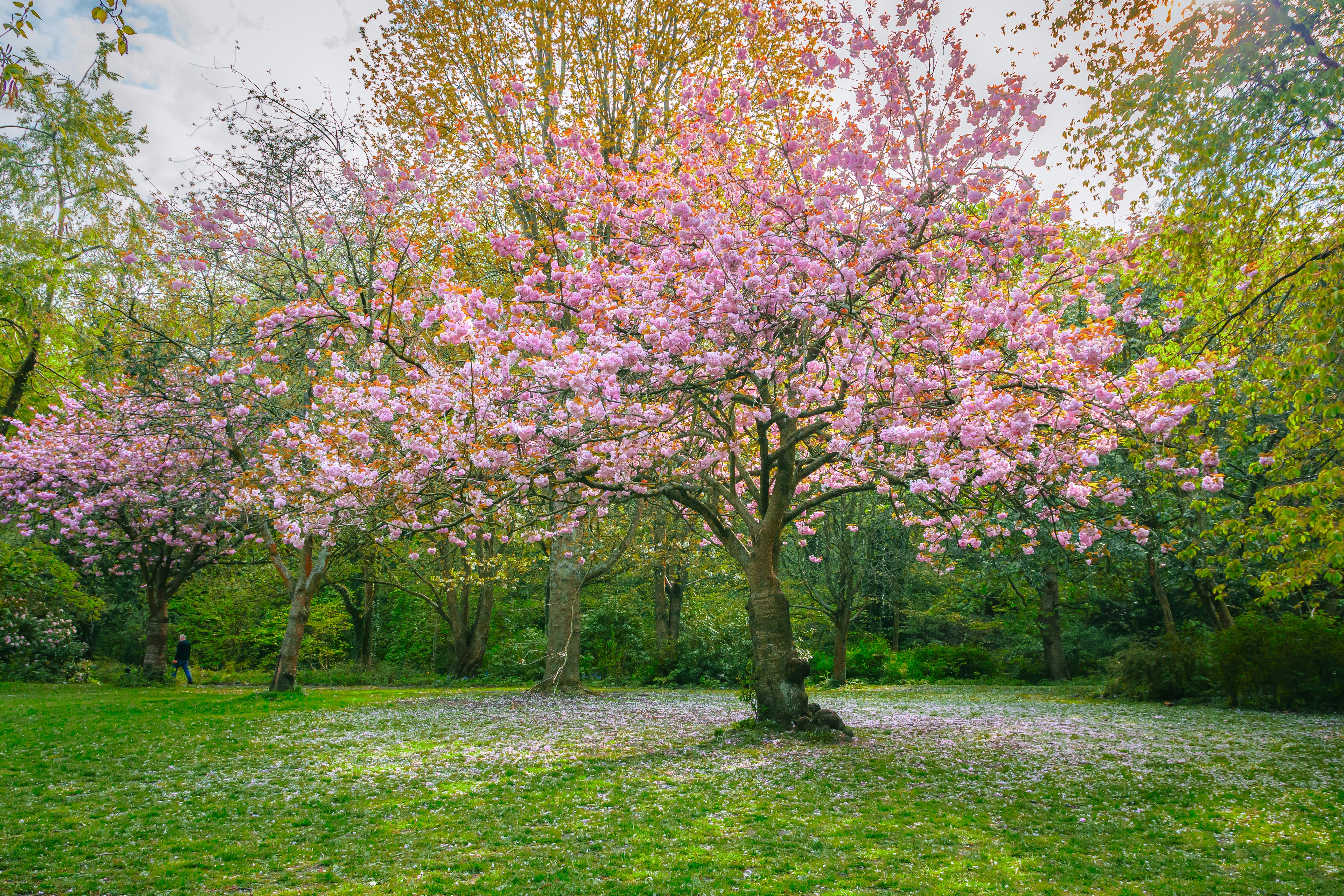 Cerezos rosas en un parque