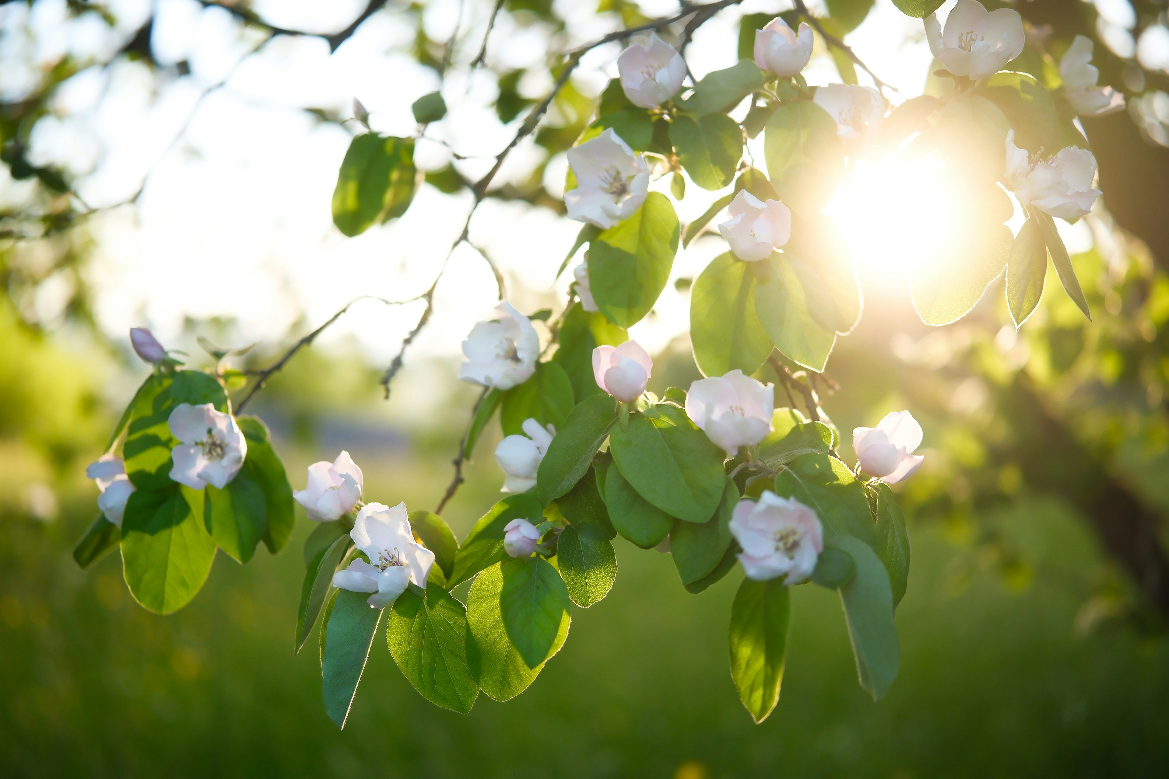 A luz do sol brilha através dos galhos das macieiras em flor.