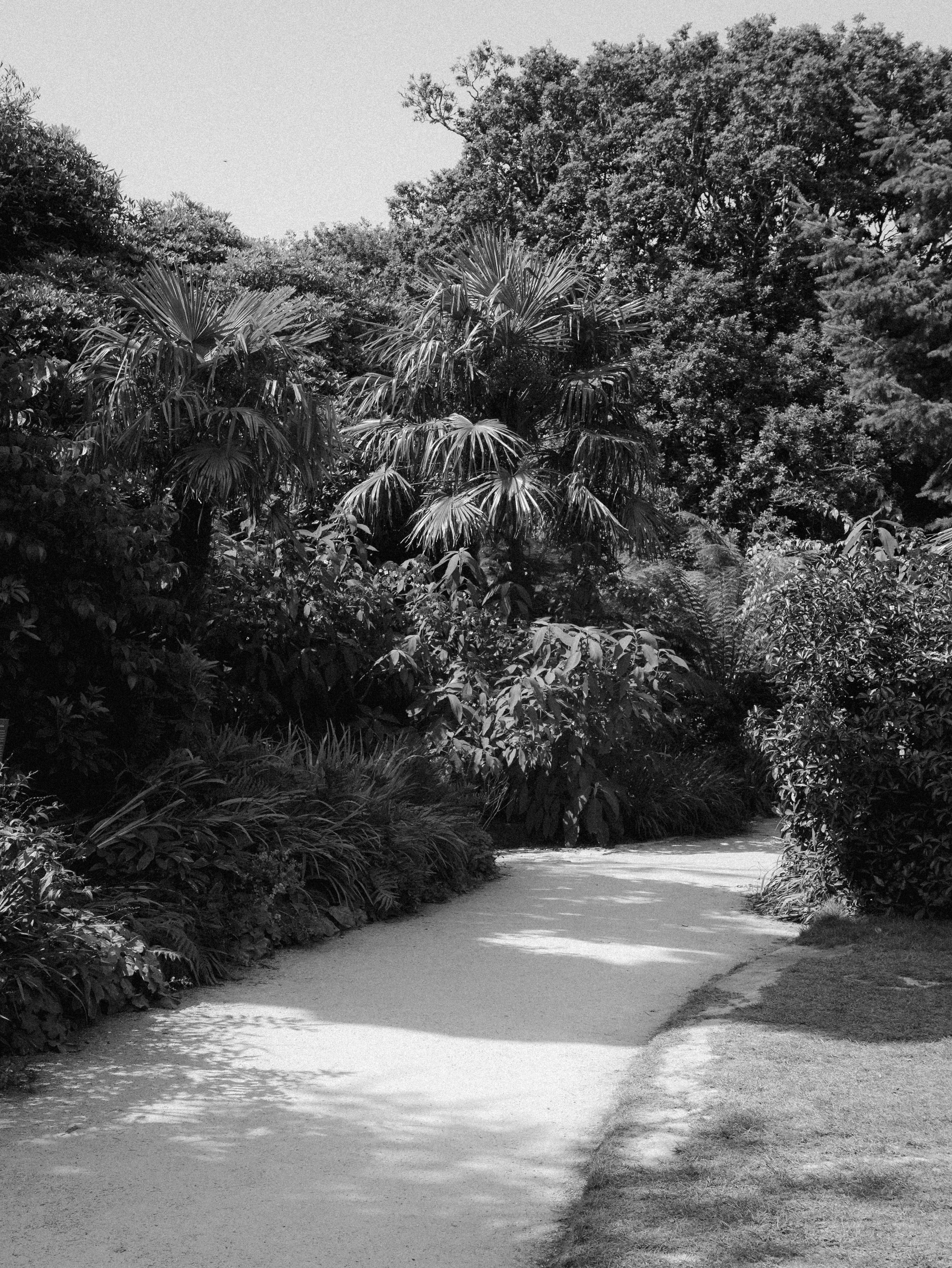 Jalan berliku melalui hutan hijau yang subur.