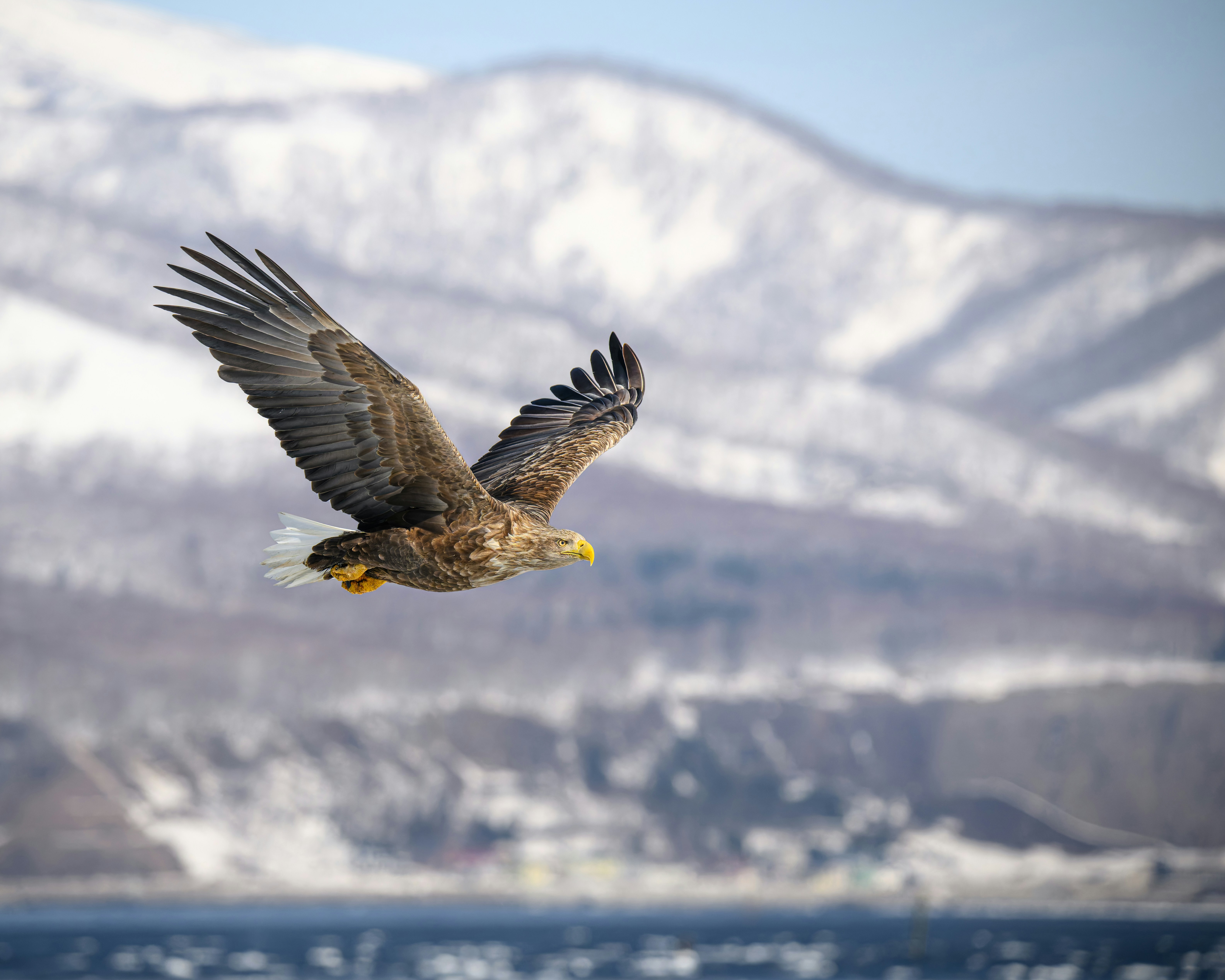 Ein Weißwedeladler schwebt über eine verschneite Landschaft.