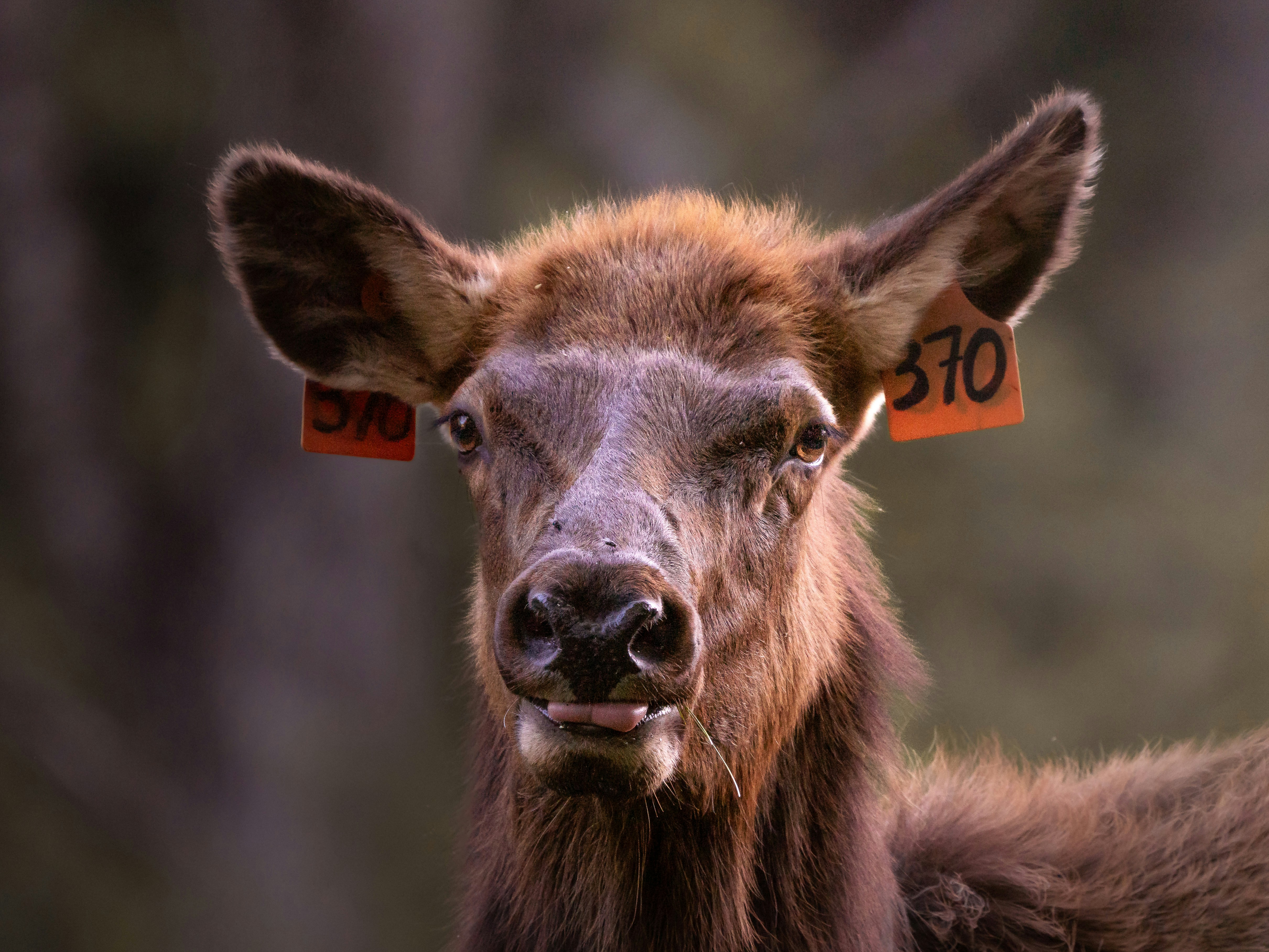 Close-up portrait of a young elk standing in natural forest surroundings with soft evening light and blurred woodland background.